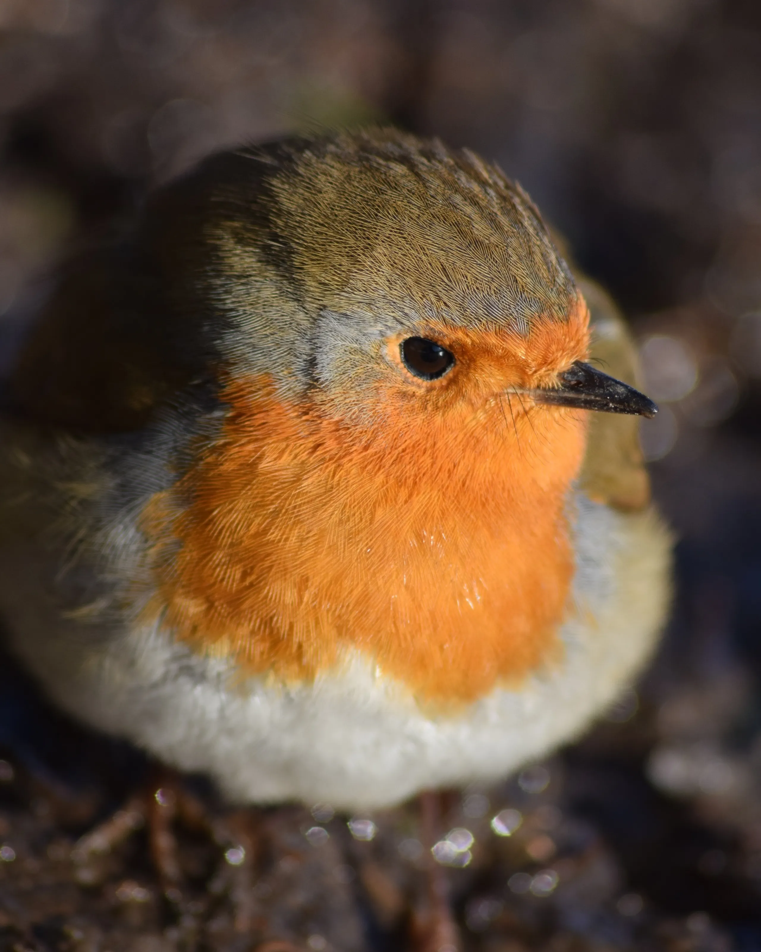 Just 'Robin' a Photo
