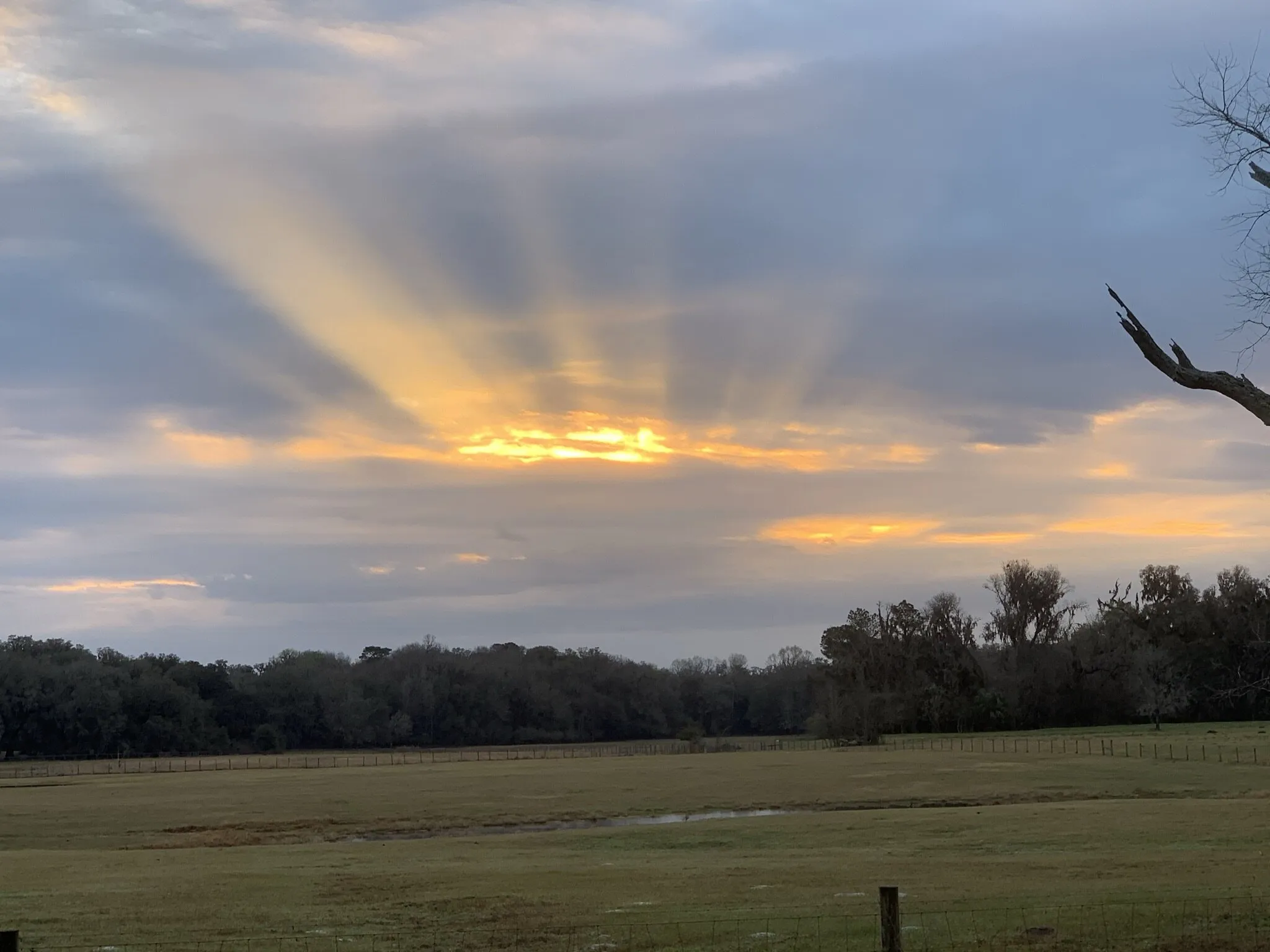 Sunrise Over the Pines