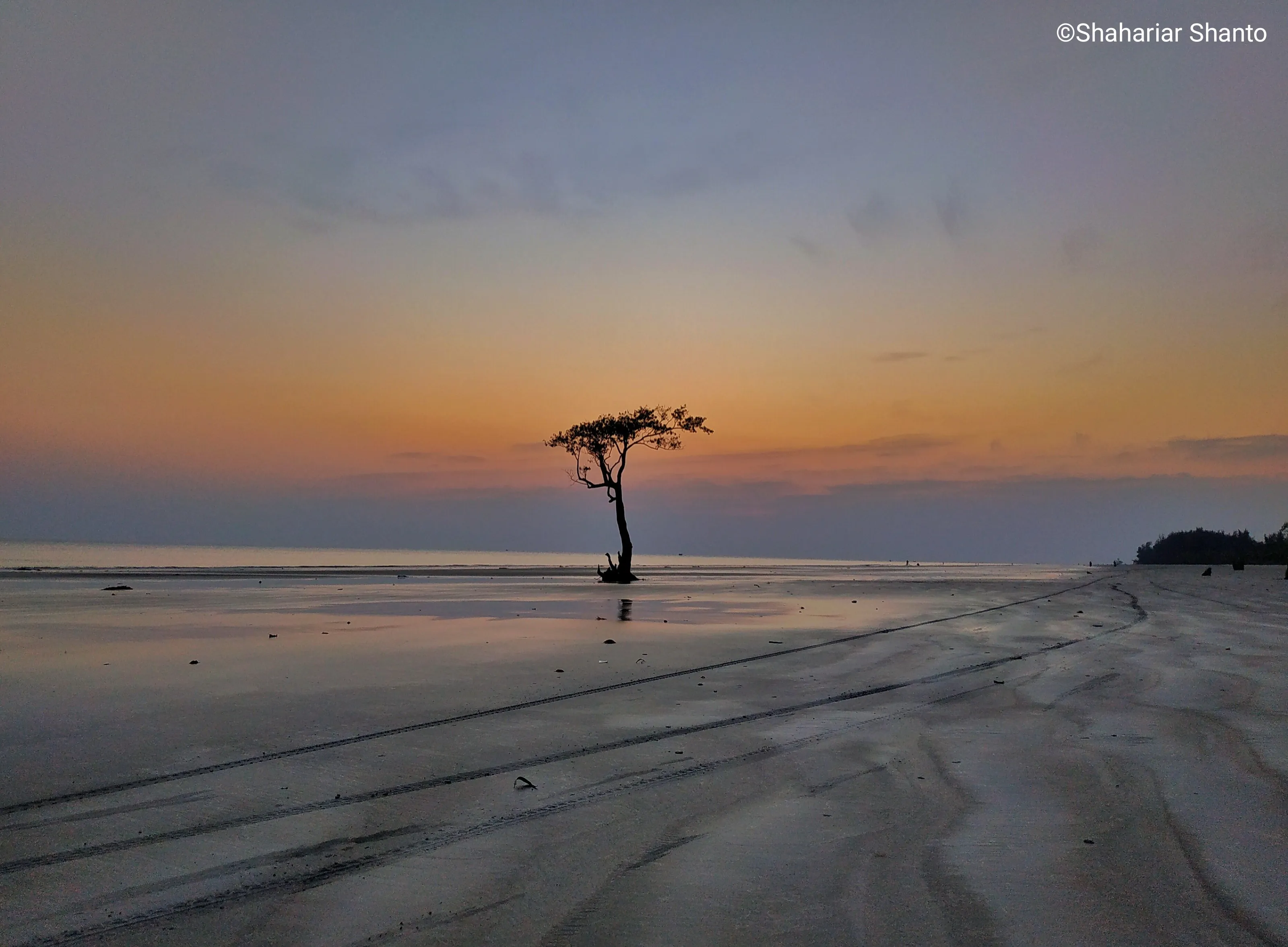 "Lone tree on the Island"