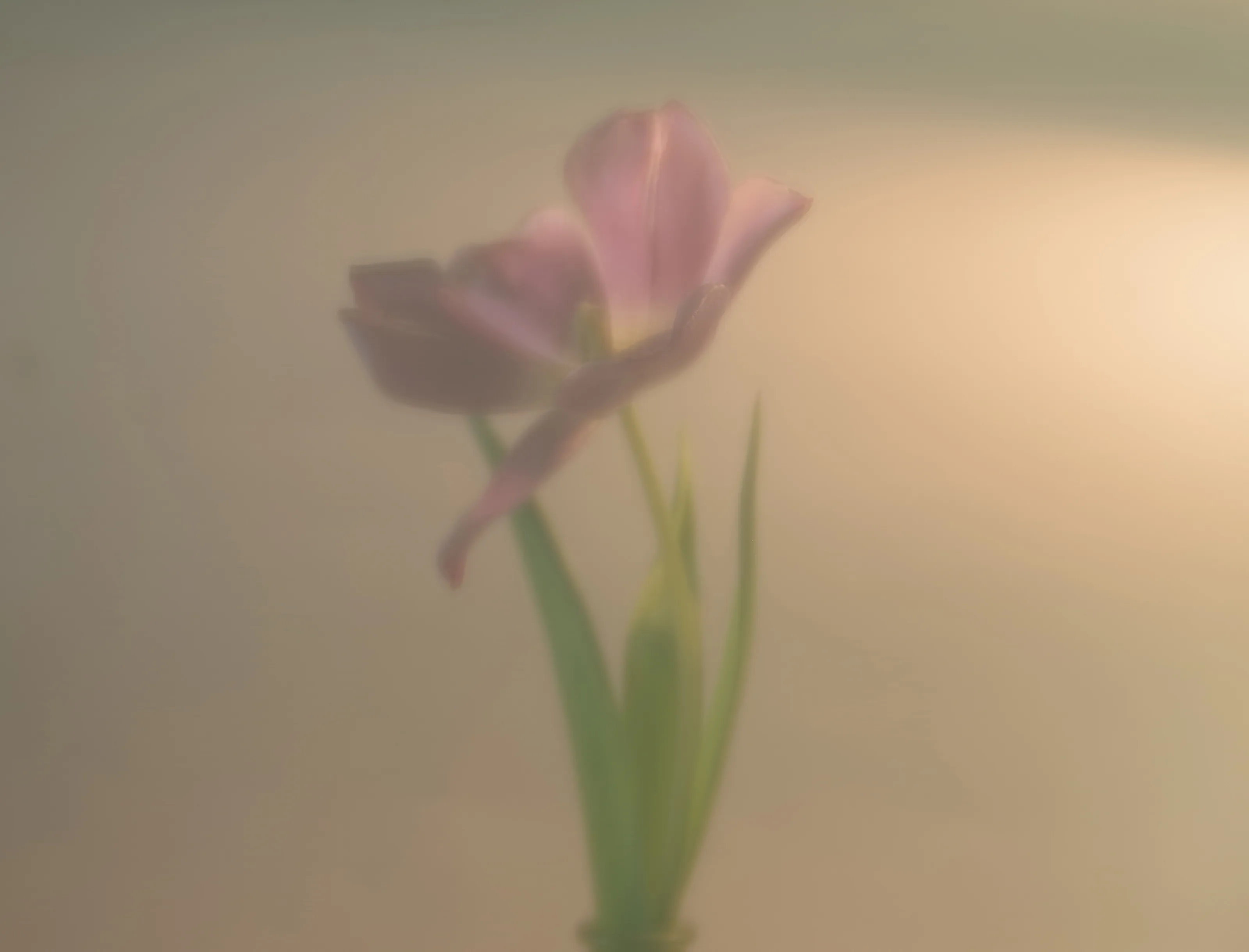 Spring morning veil