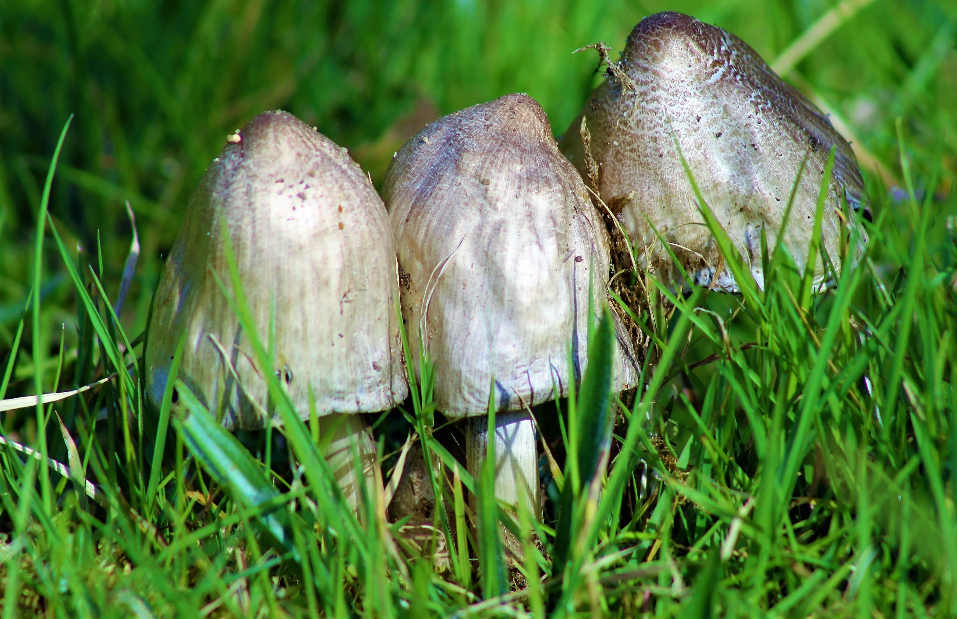 Shrooms a crowd