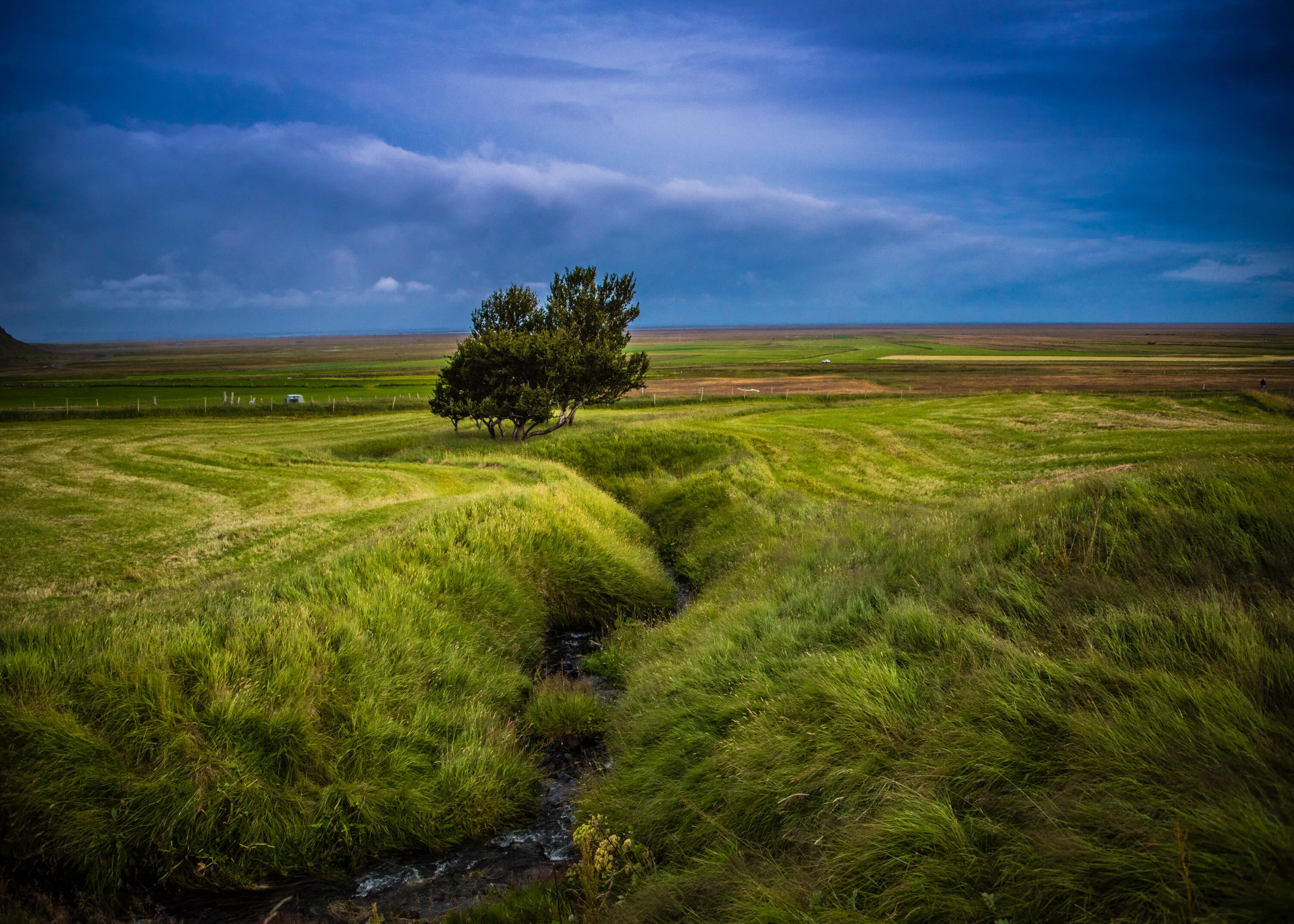 Lonely Tree