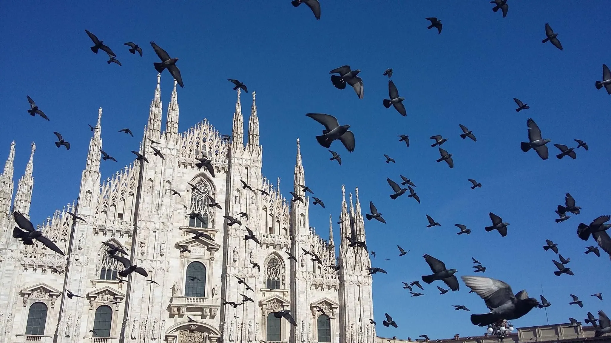 Pigeons at the Duomo in Milan
