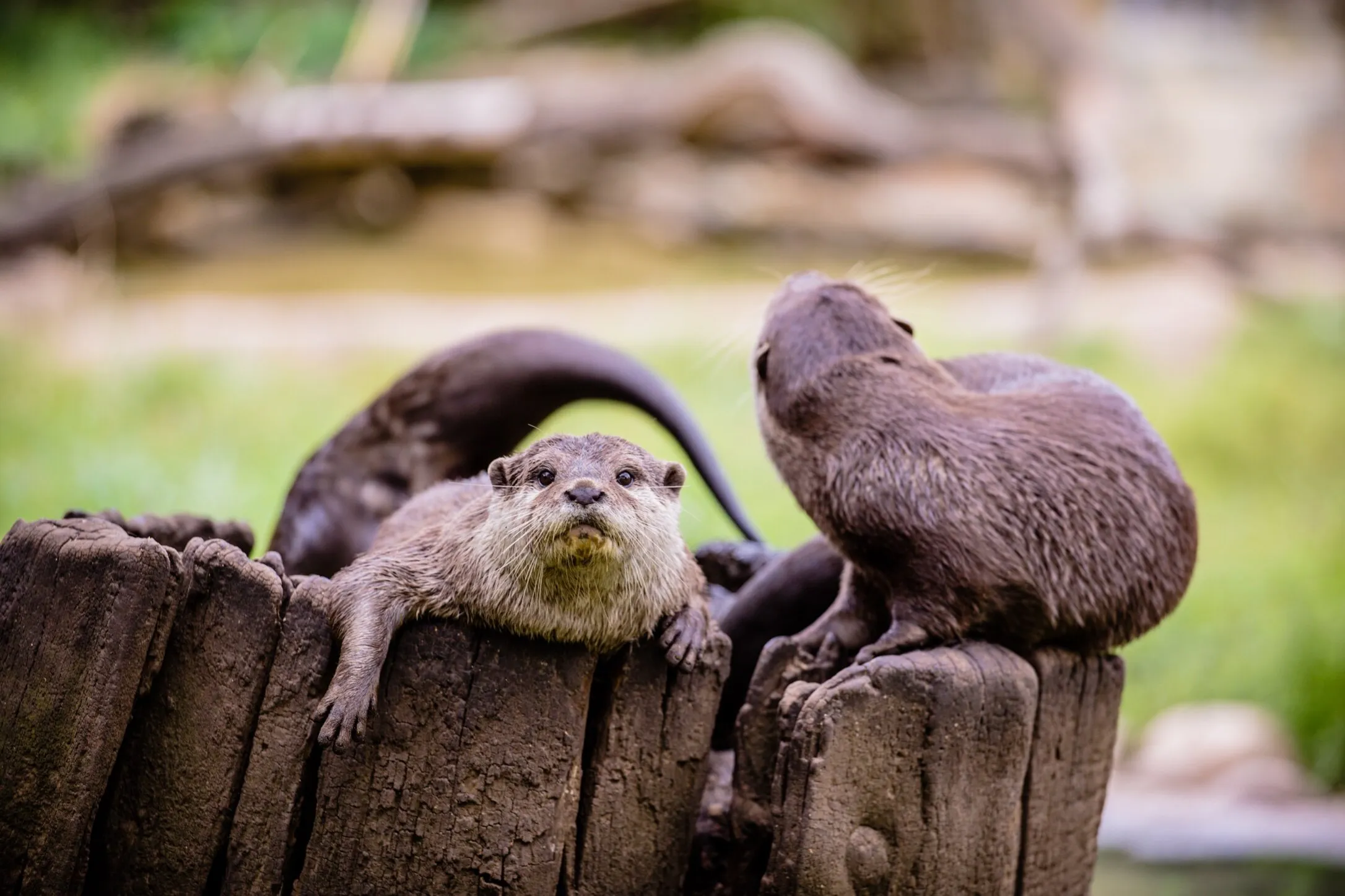The Otter Family