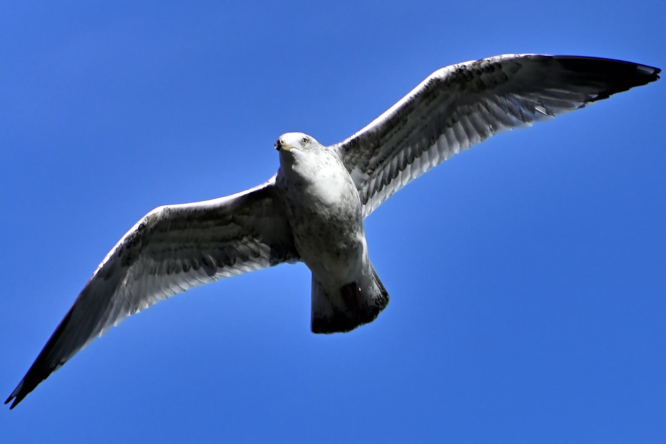 Mouette sur la côte Normande
