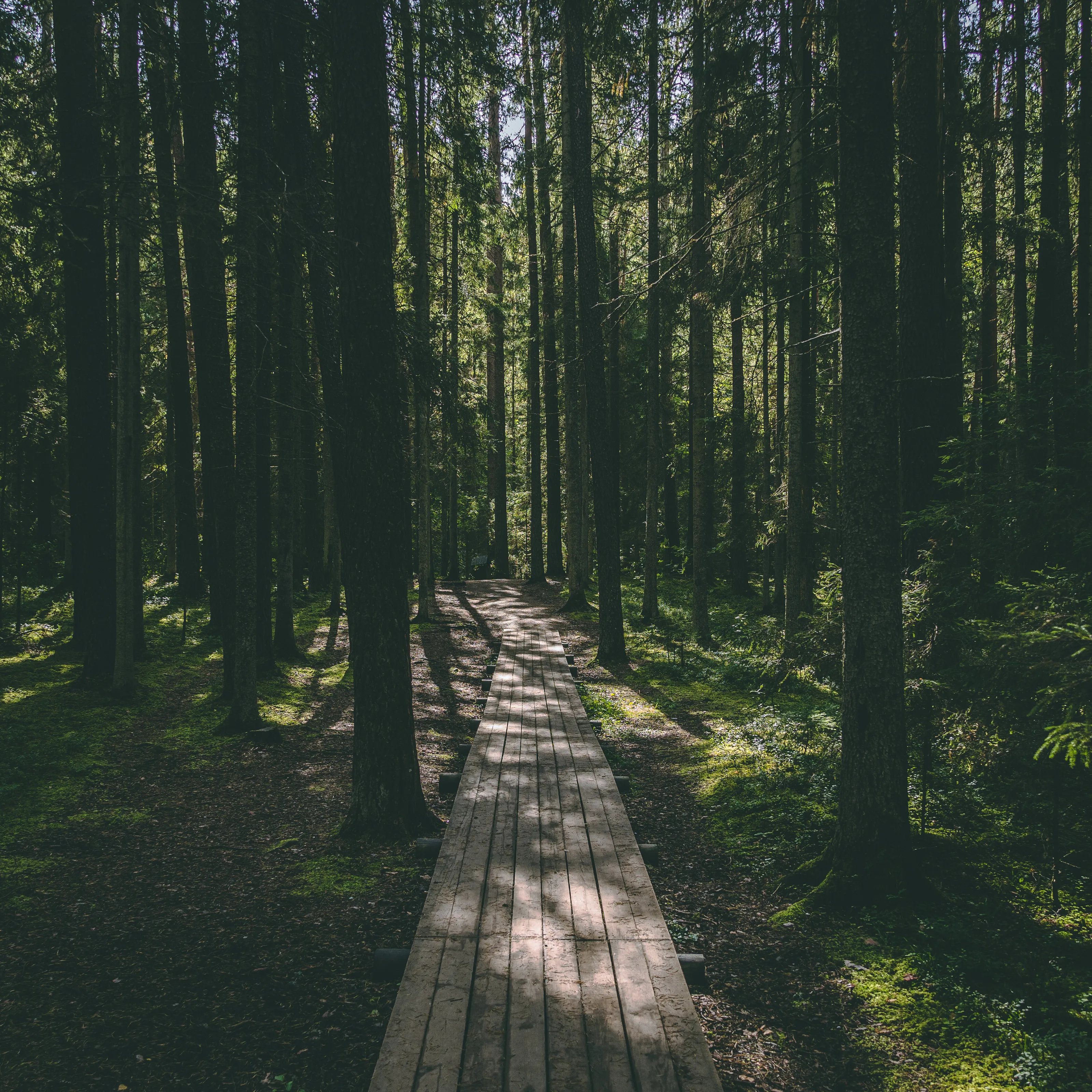 Nature path in Ligatne