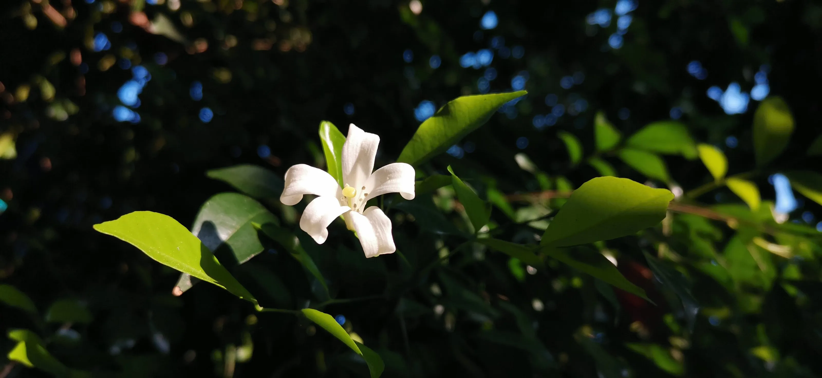 One Bloom