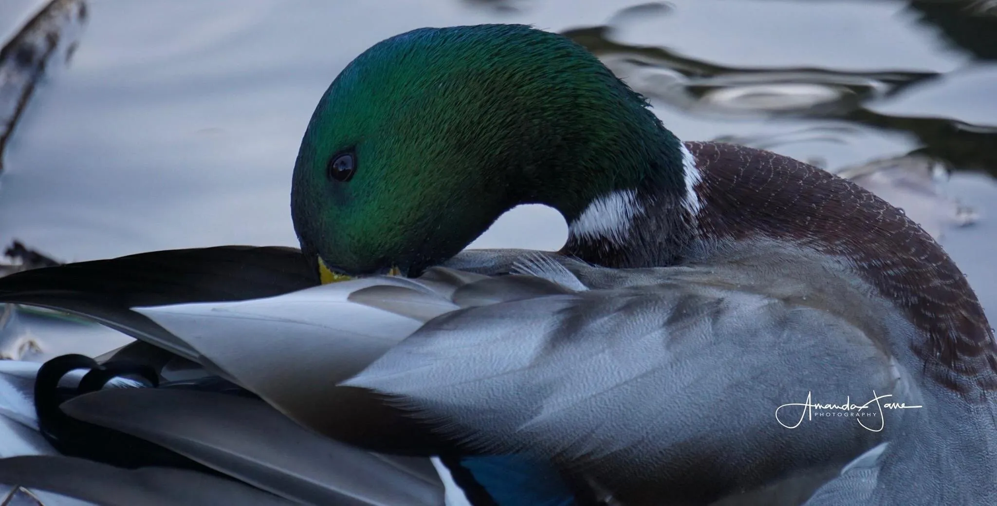 Preening