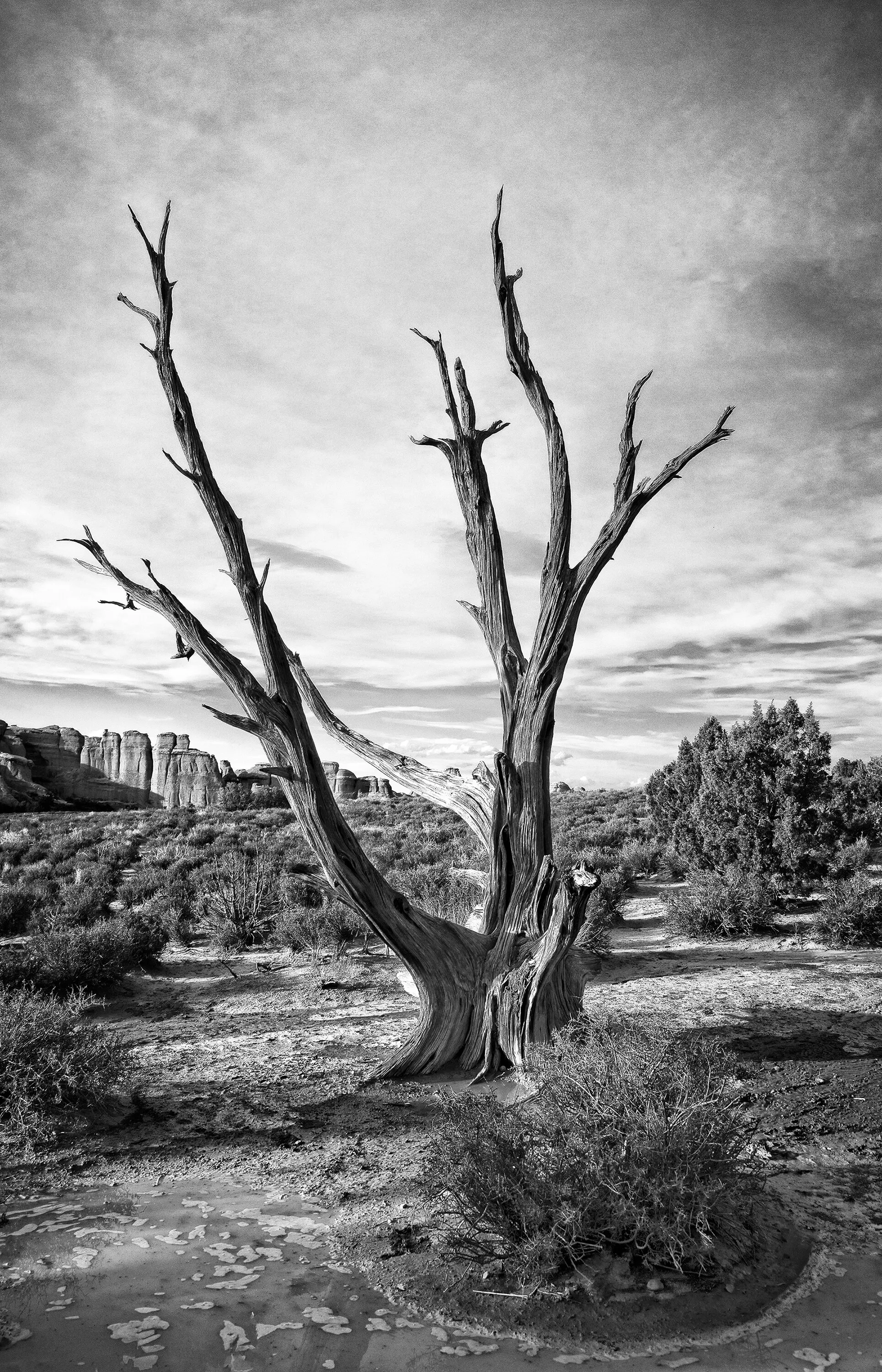 Dead Tree, Moab Desert