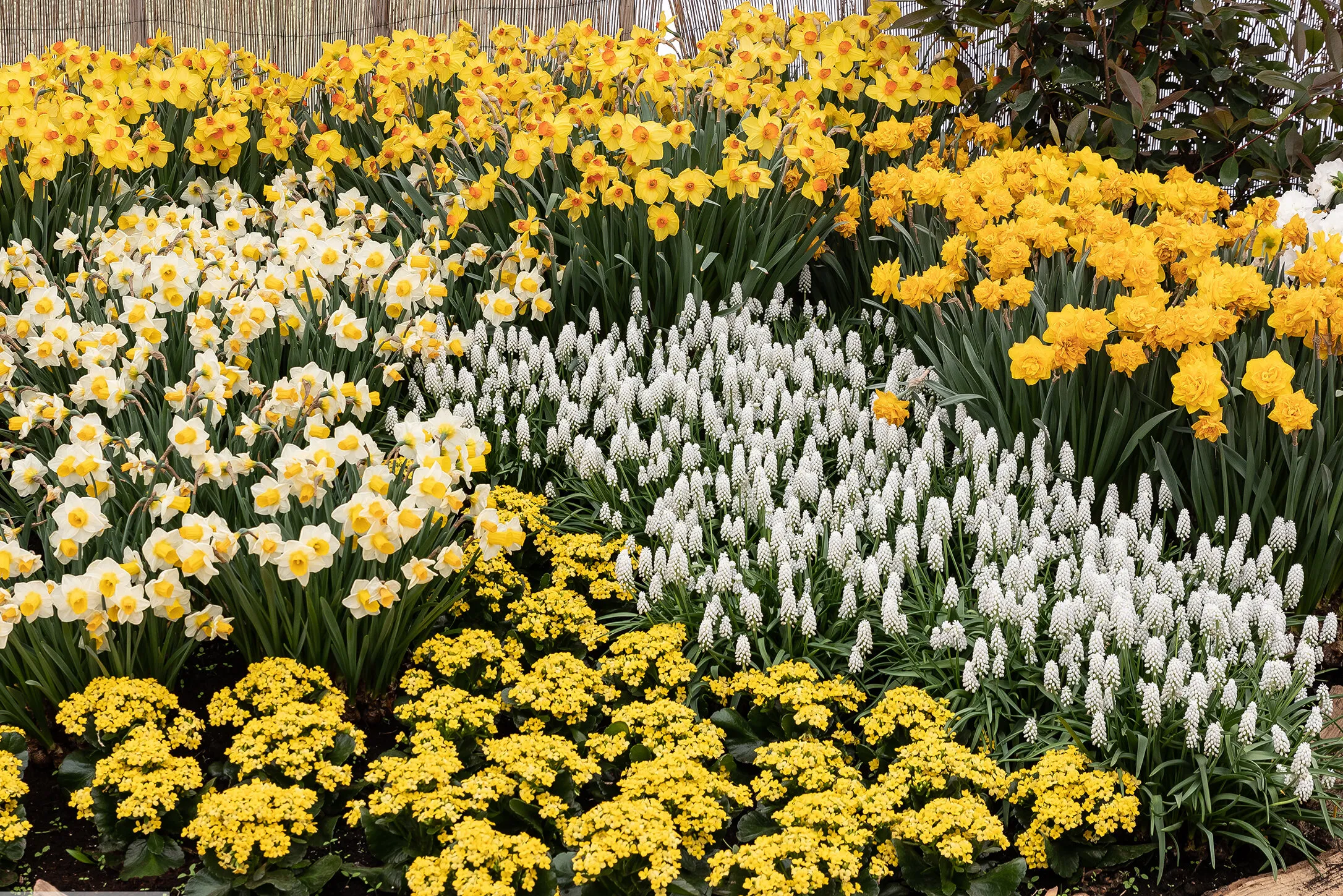 springtime flowers