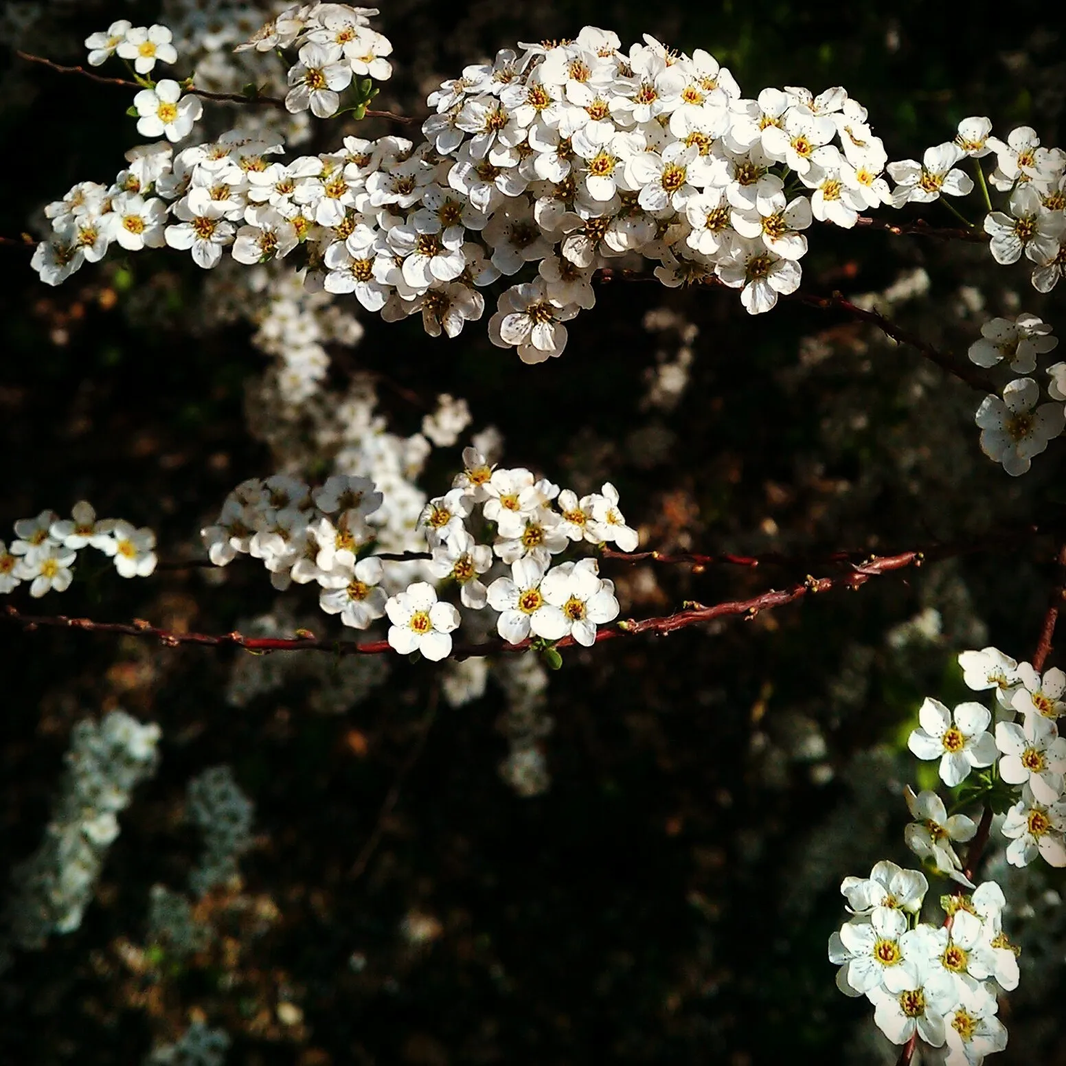 Springtime in London #1