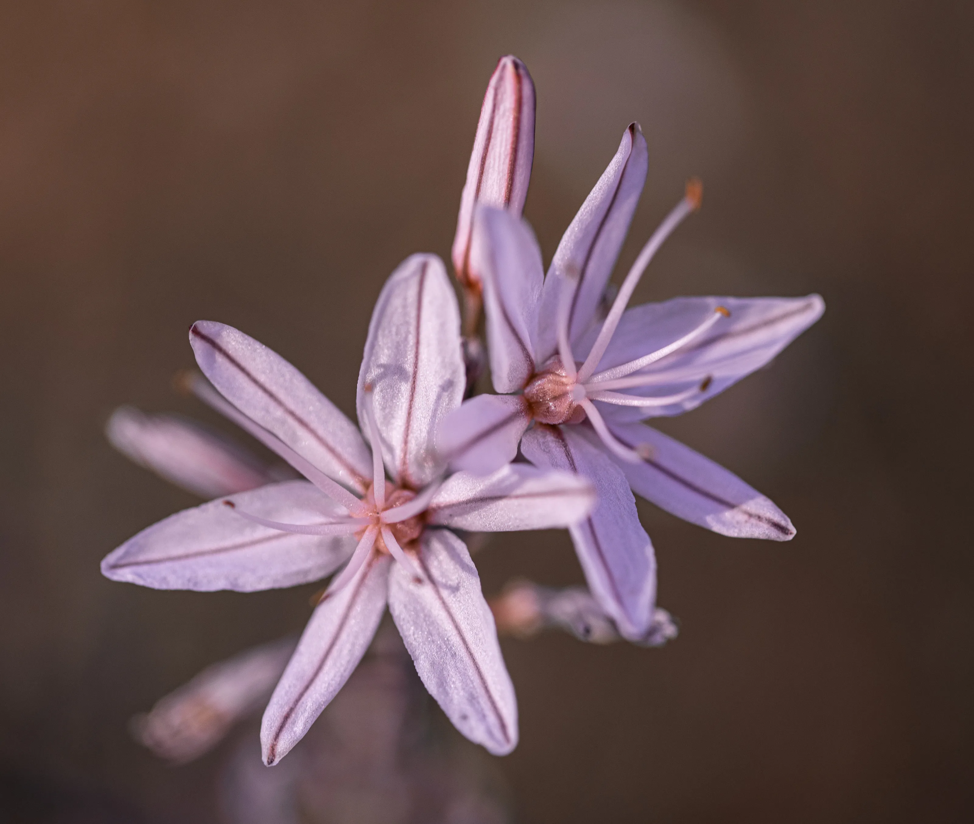 Pastel colors