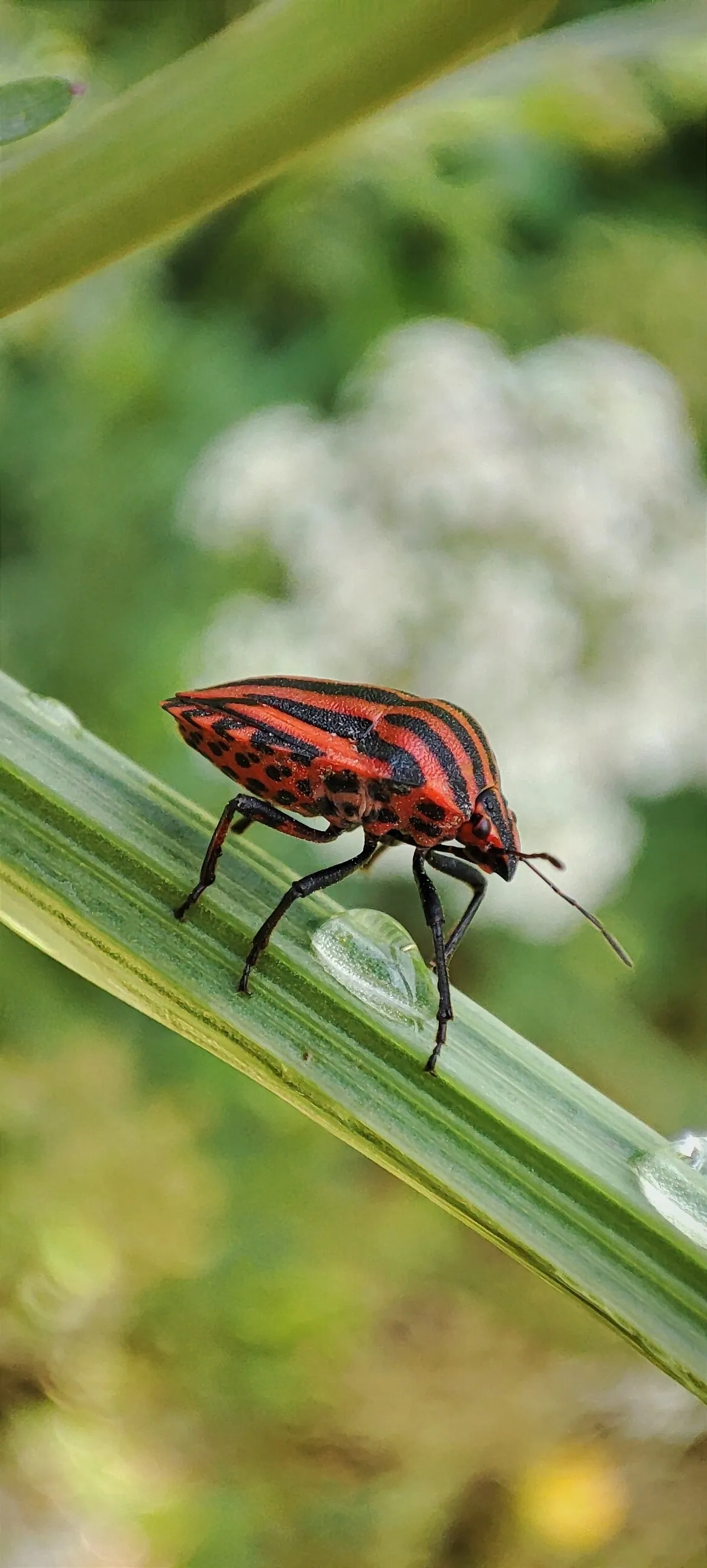 Bug Drip