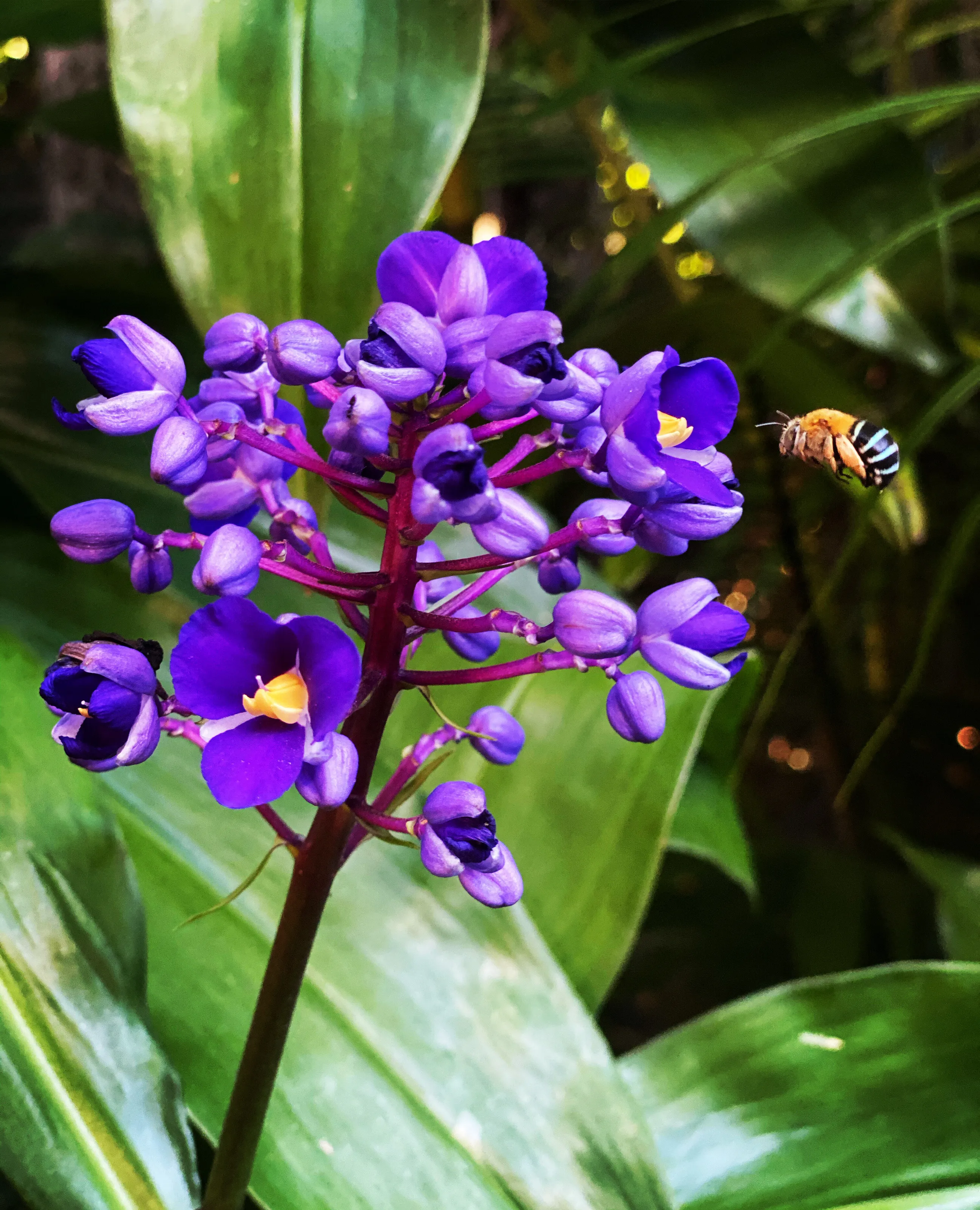 Blue banded bee
