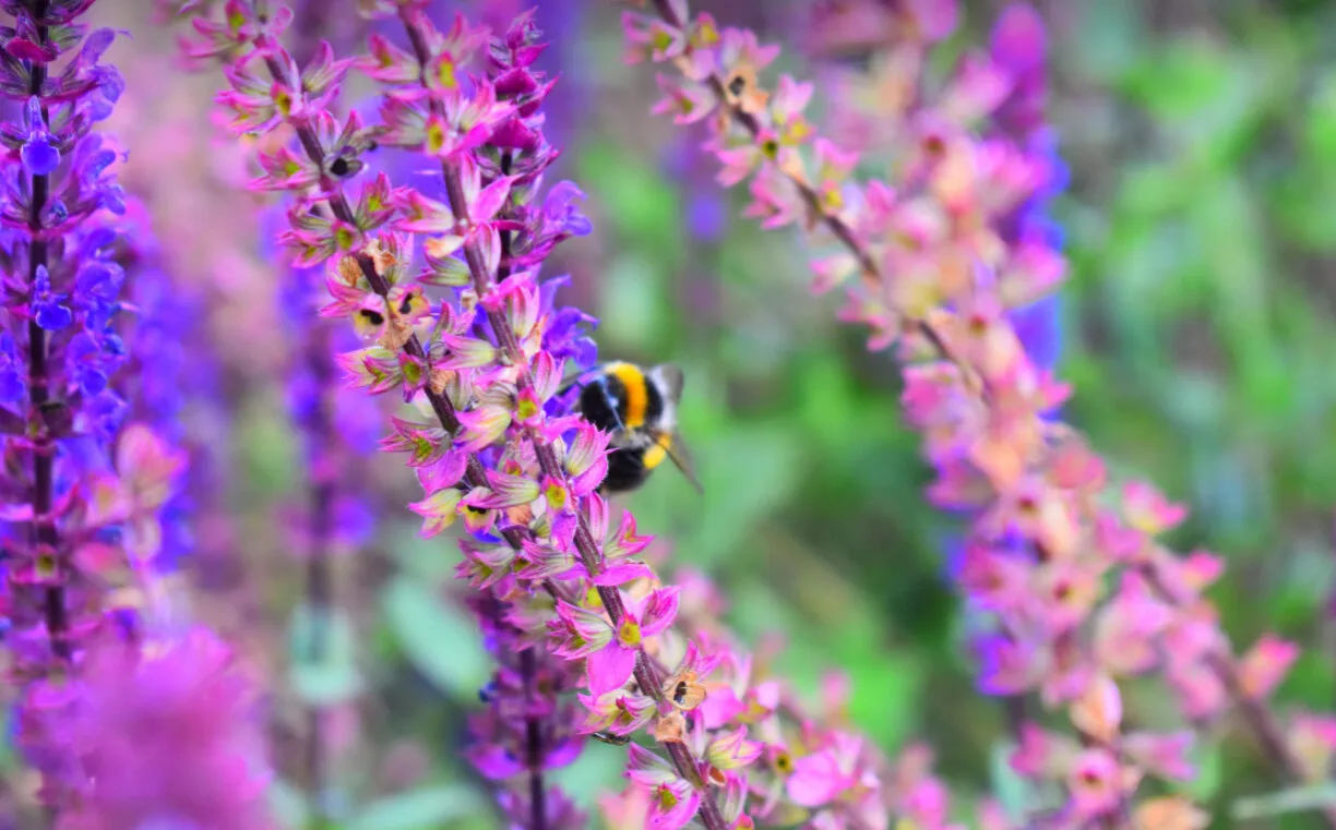Busy Bee