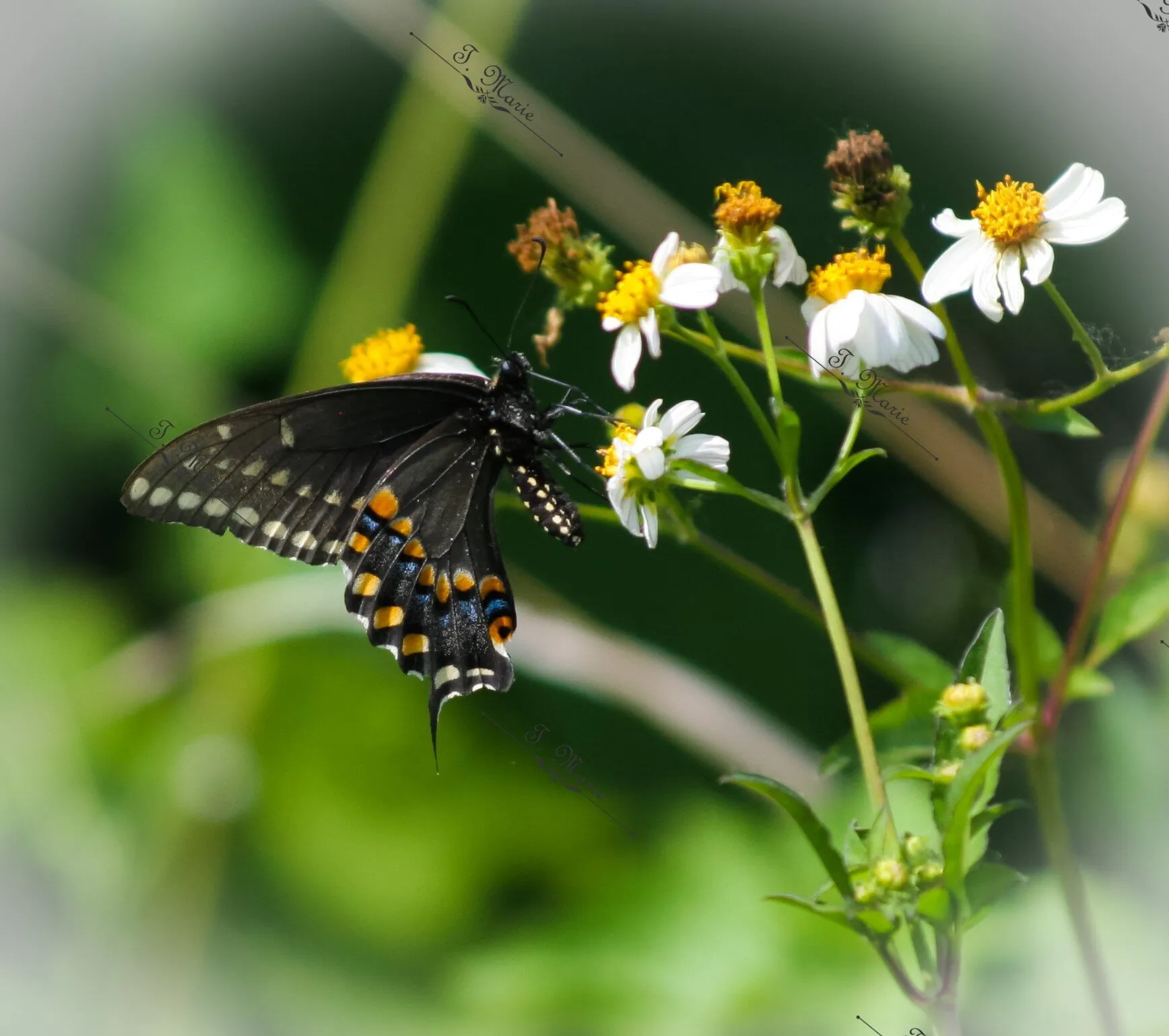 Gentle Landing