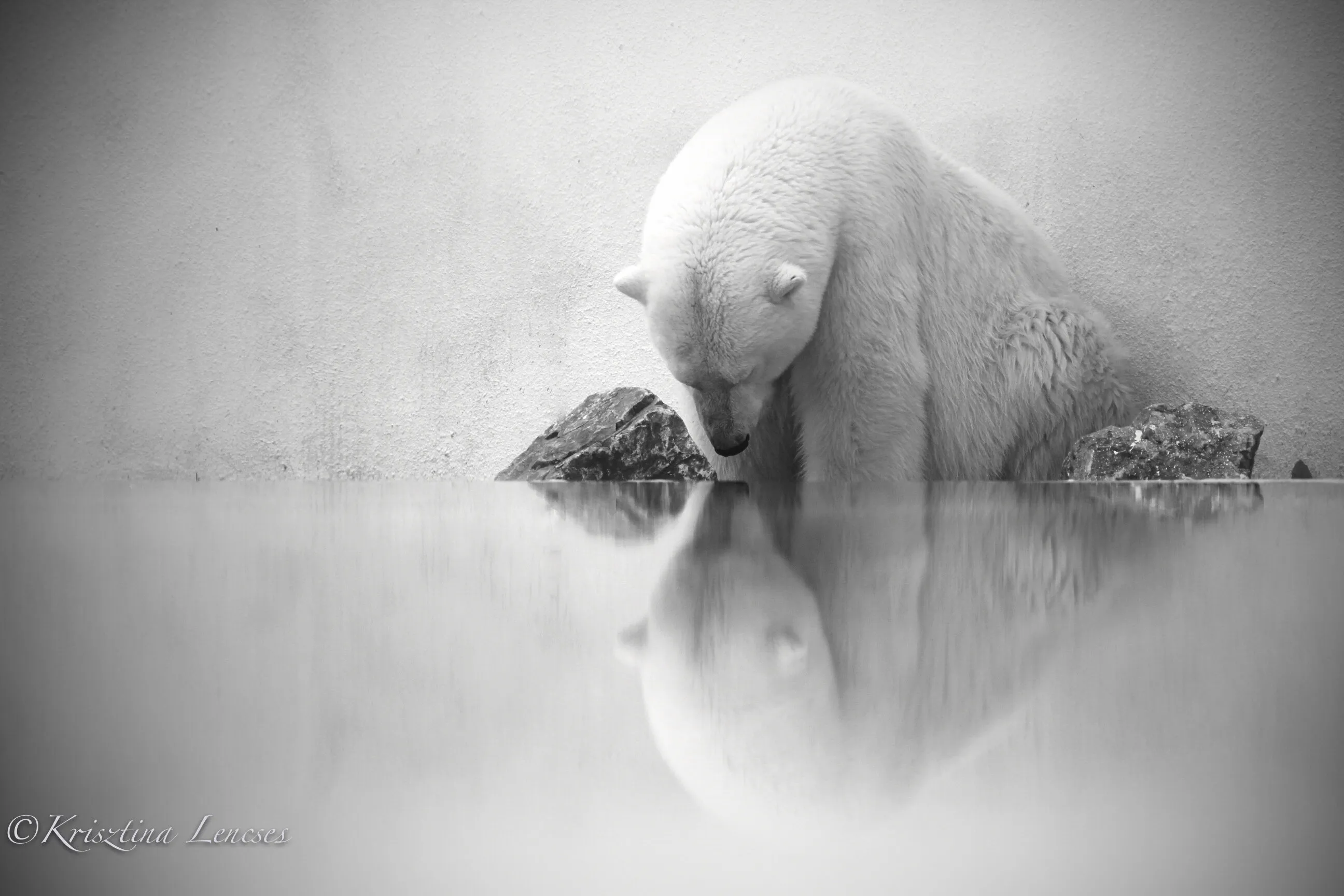 Polar bear