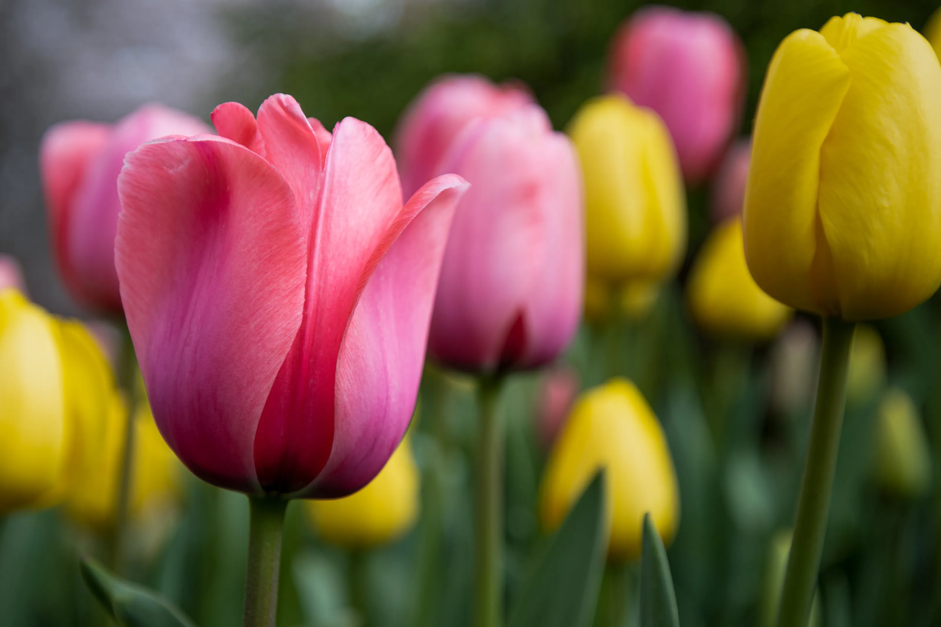 Tulips in Bloom