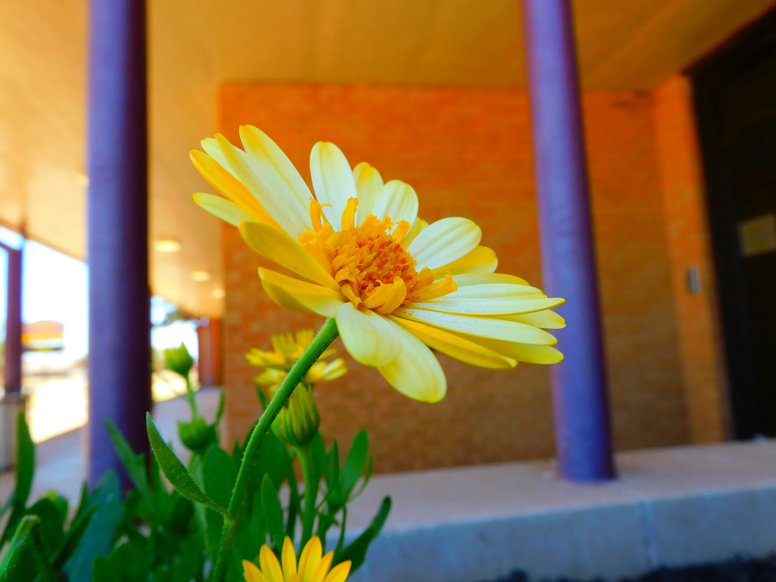 a nice flower every day makes me want to go and play