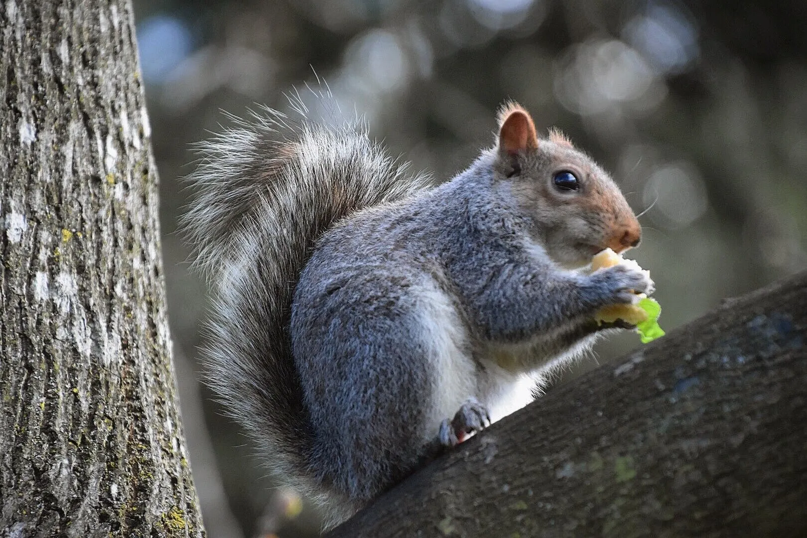 Healthy Squirrel