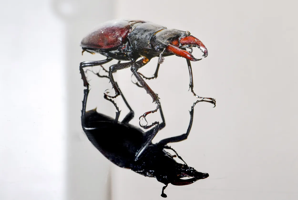 Entry 9414070