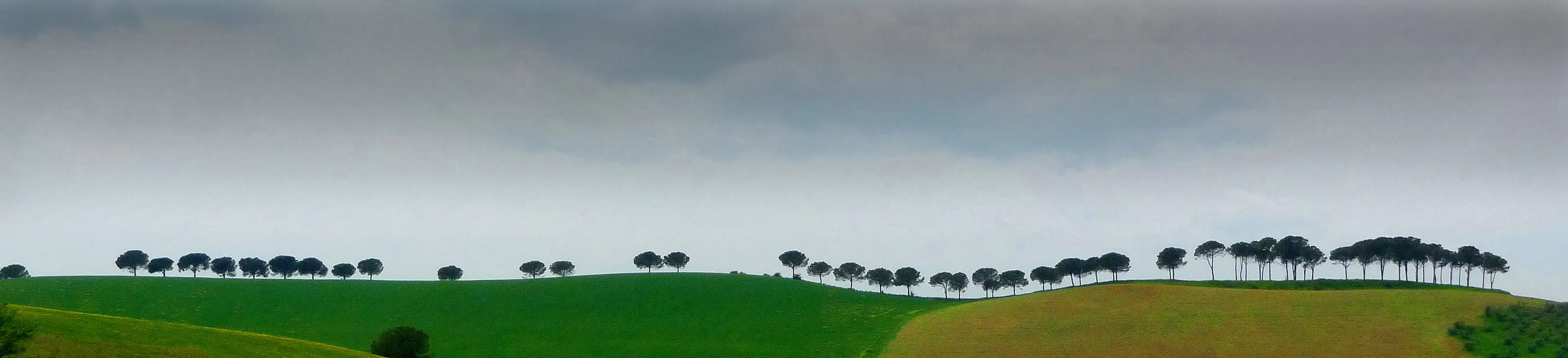 Trees