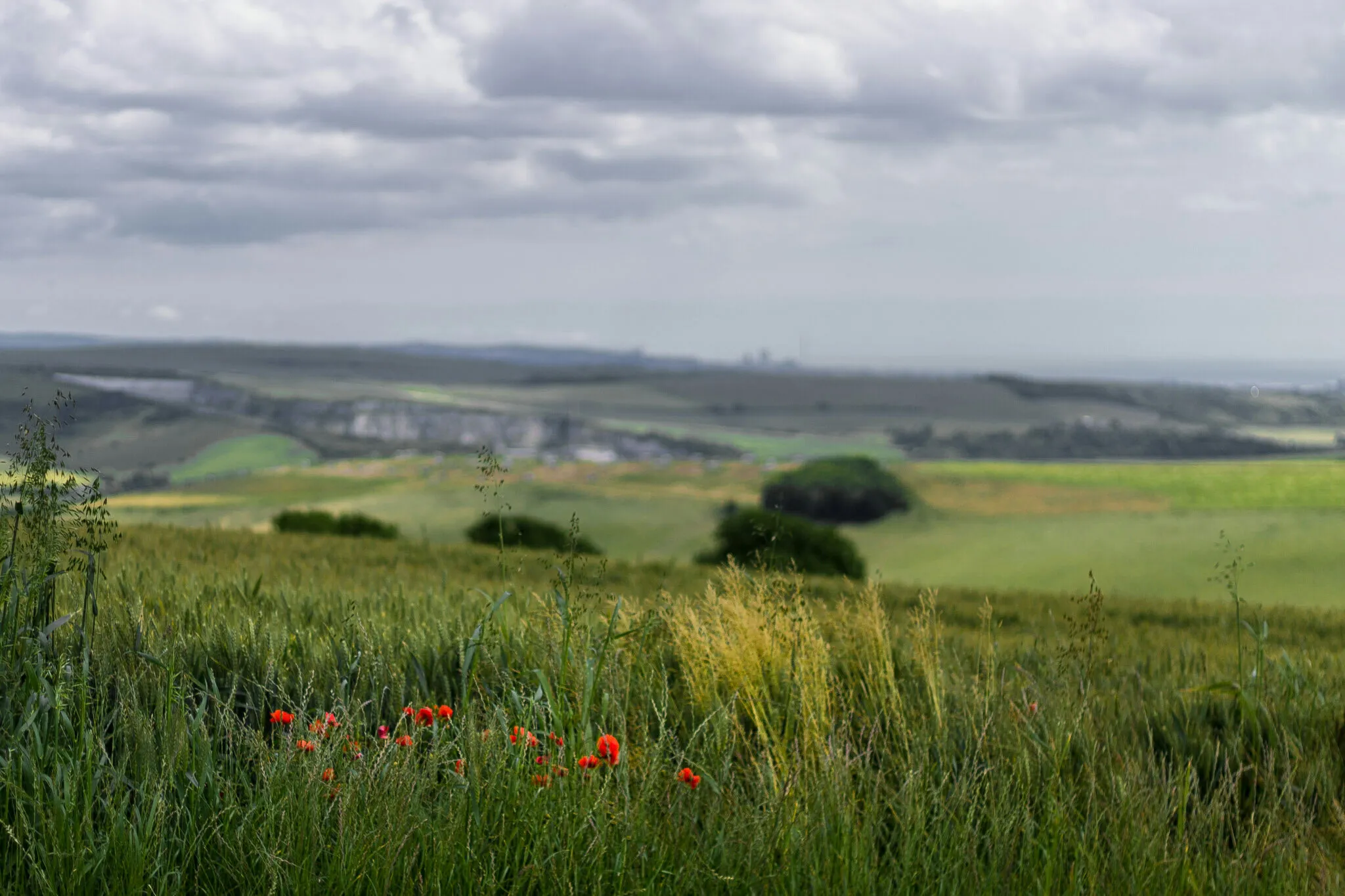 Scarlet on the Downs