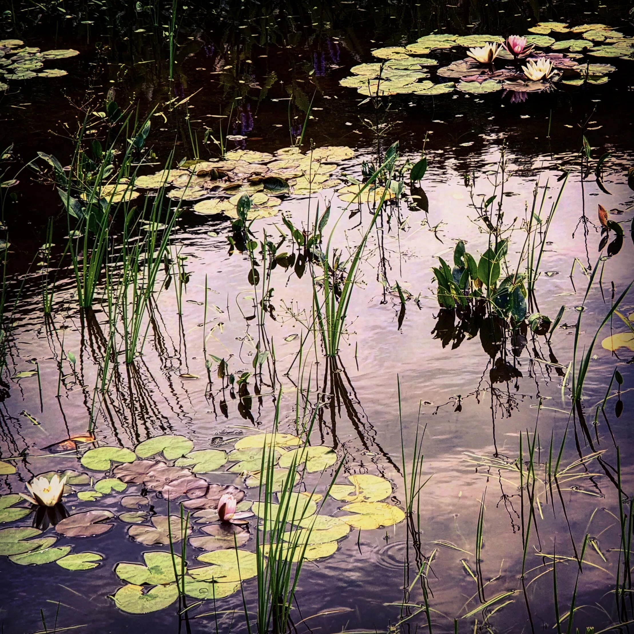 Secret garden