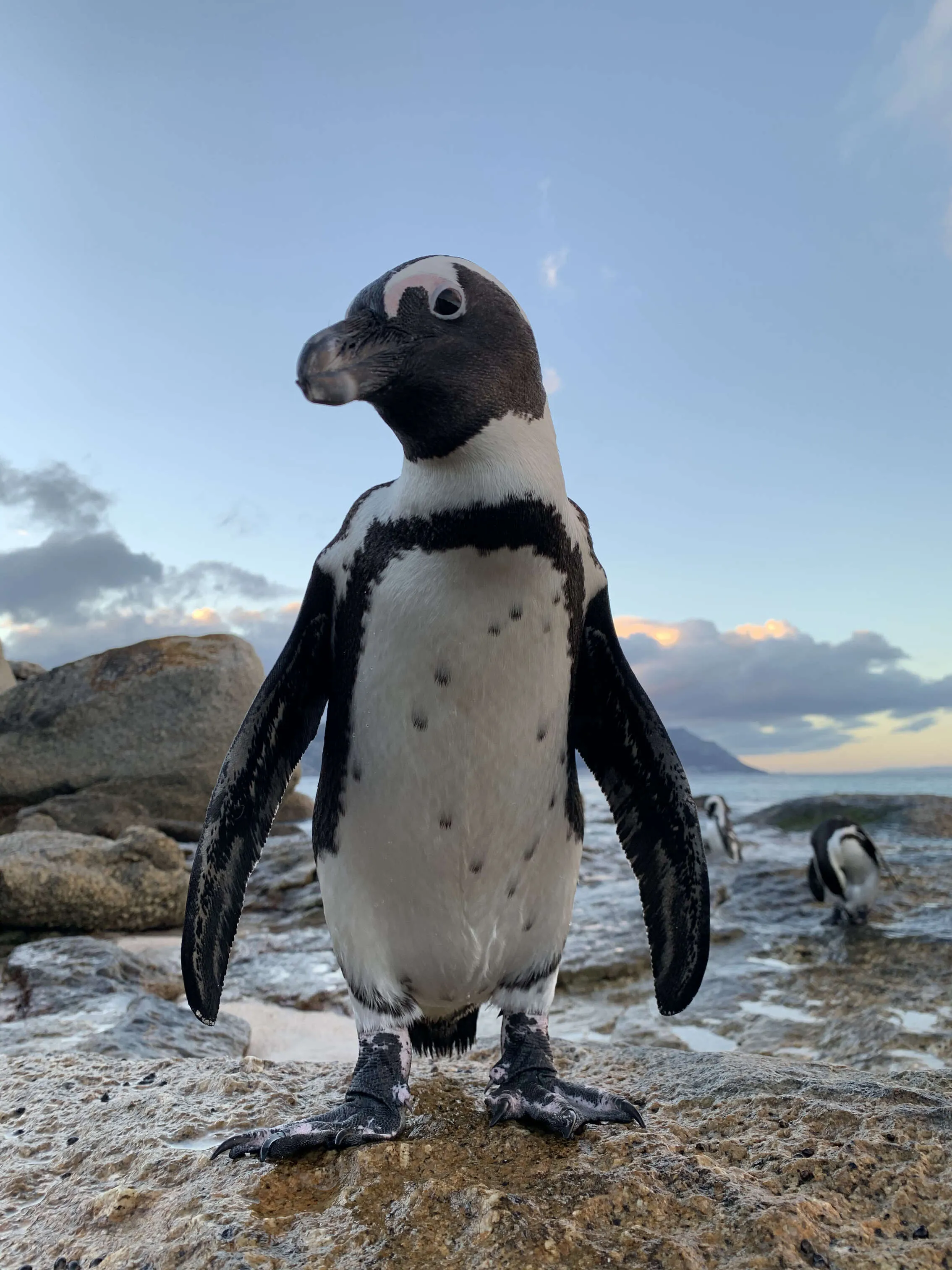 Jackass Penguin