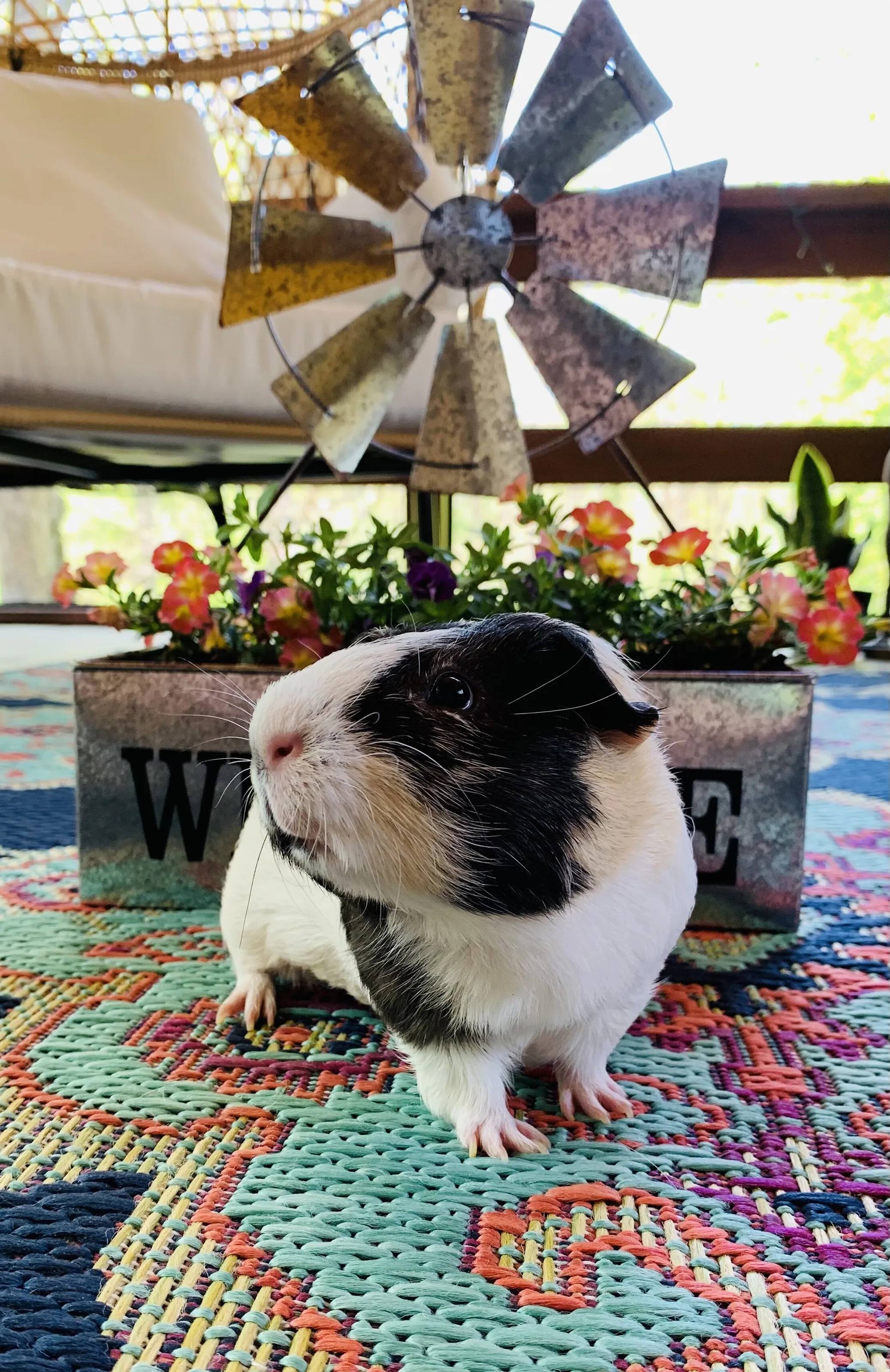 Guniea pig