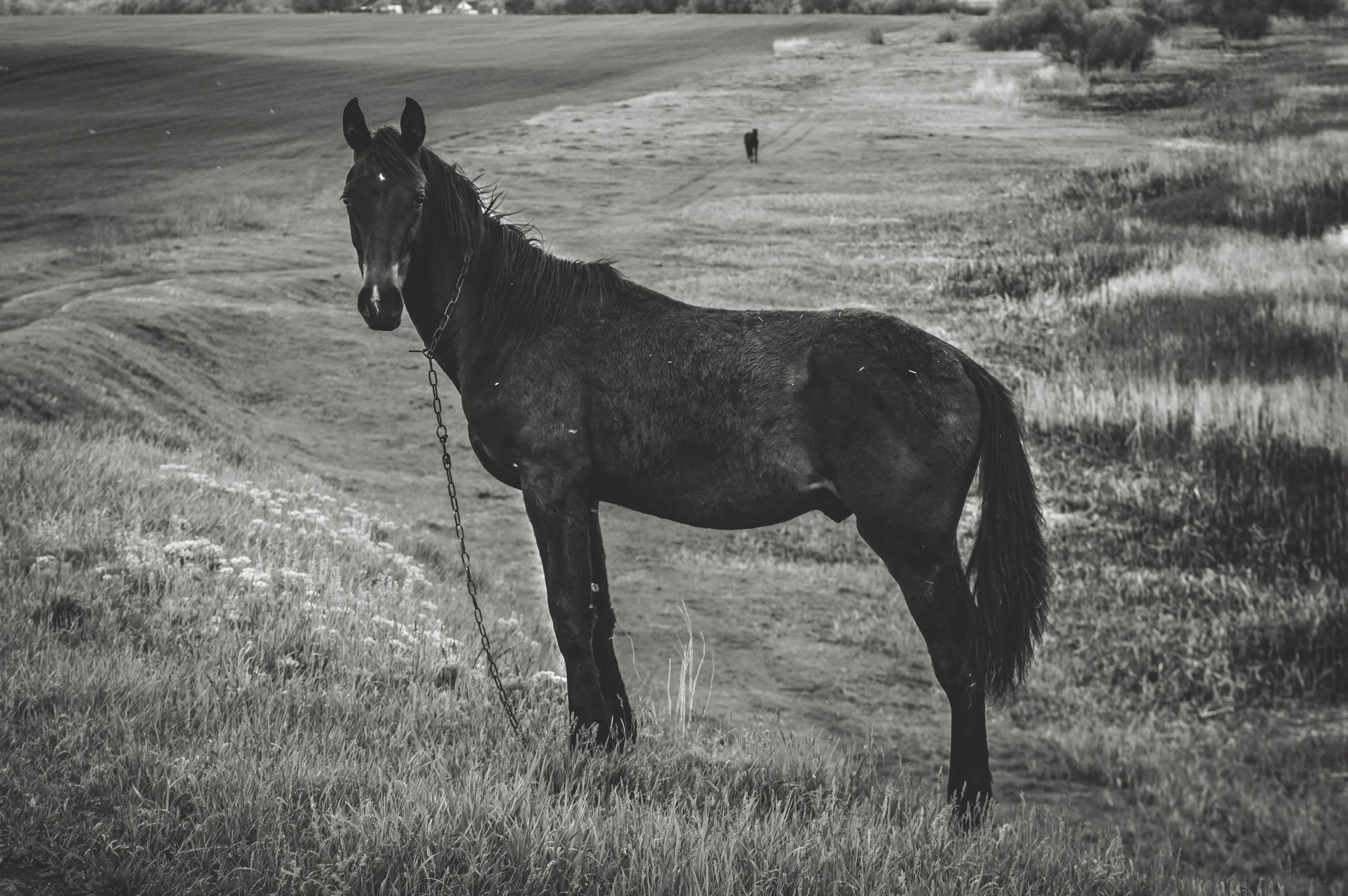 young horses in the field