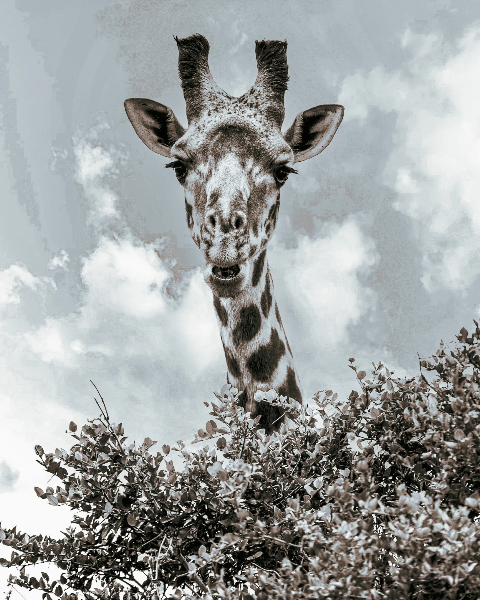 Giraffe