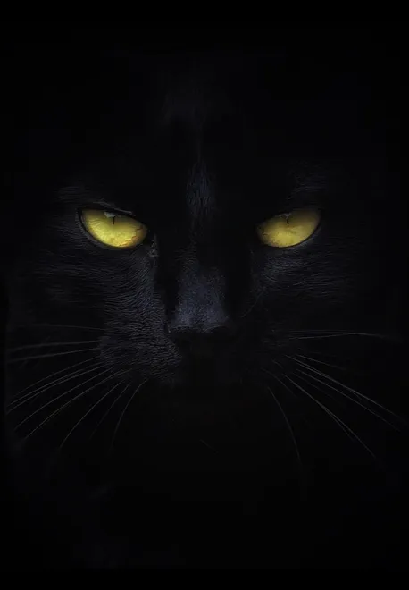 Night Watcher