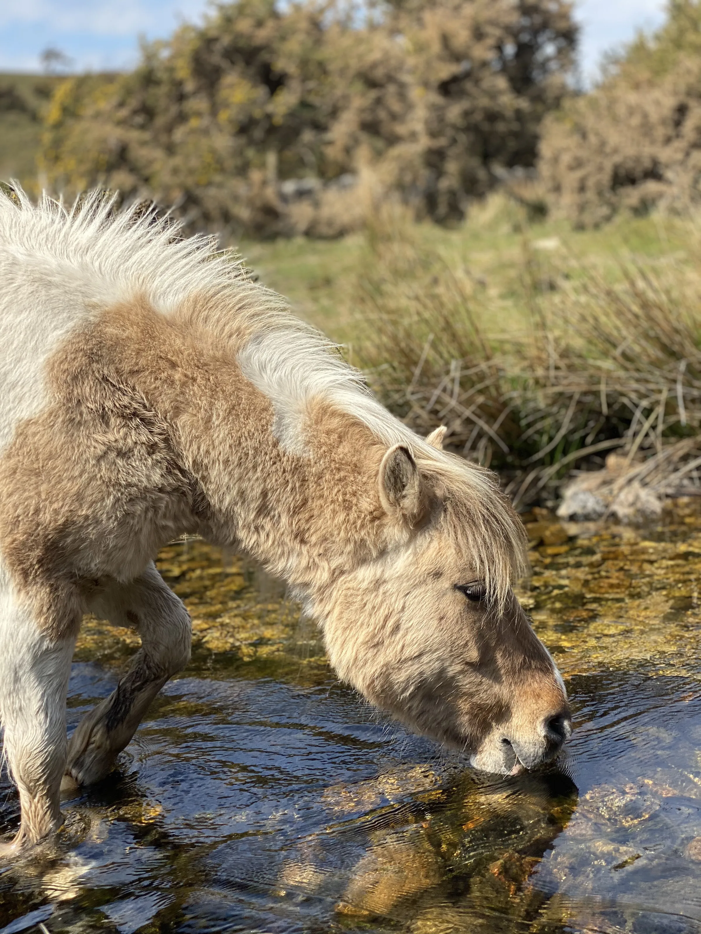 Dartmoor ponies