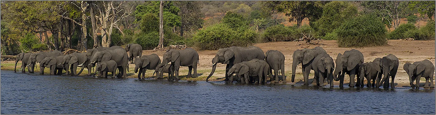 Drinking Elephants