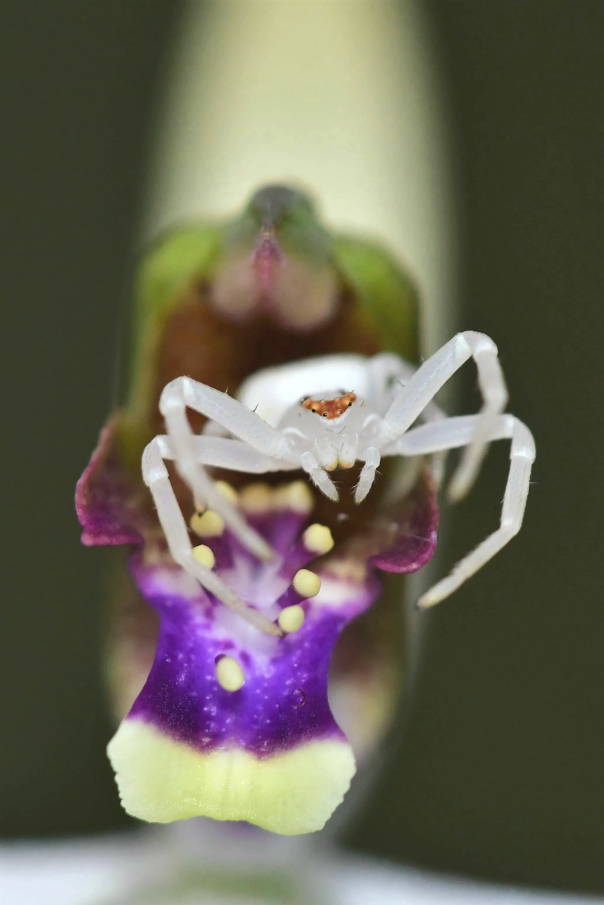 Flower spider in wait
