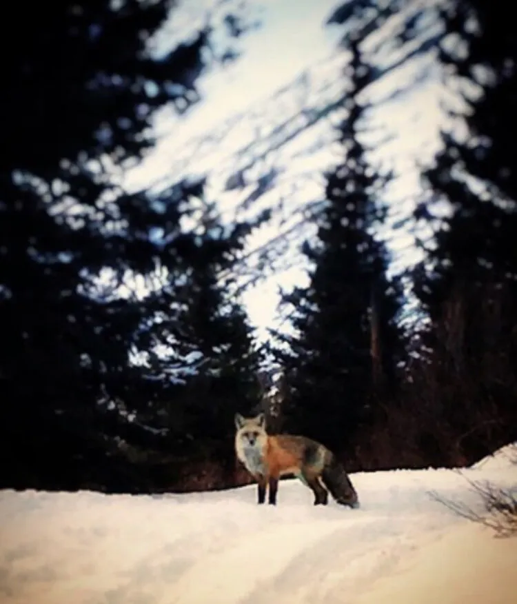 Fox on snow