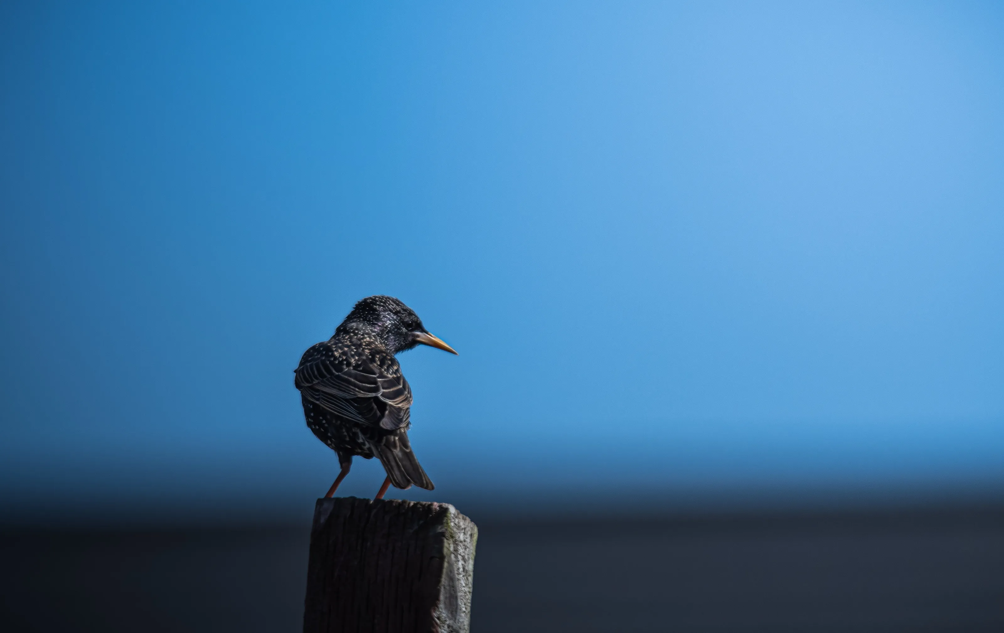 Common Starling