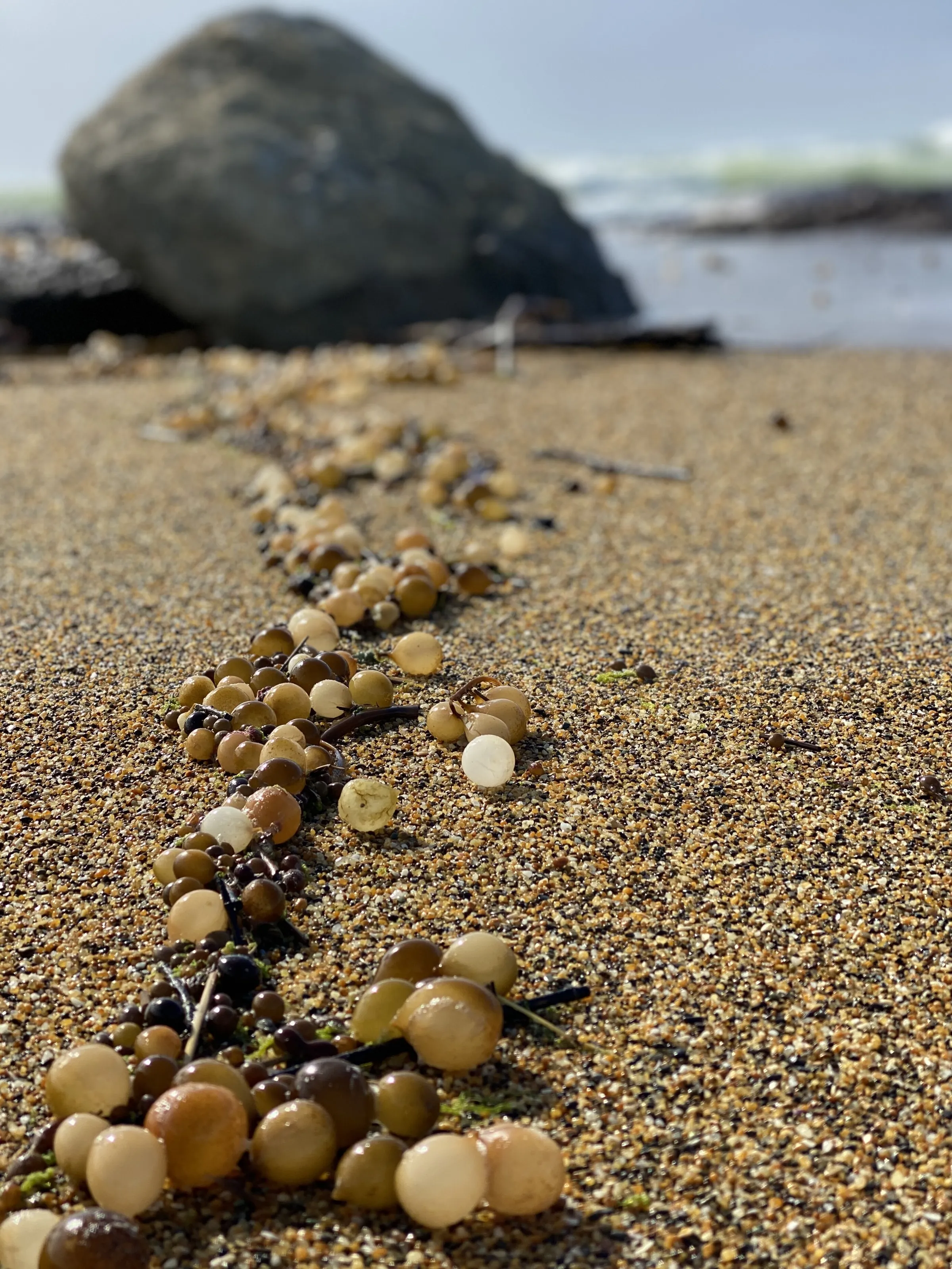 Seaweed coastal
