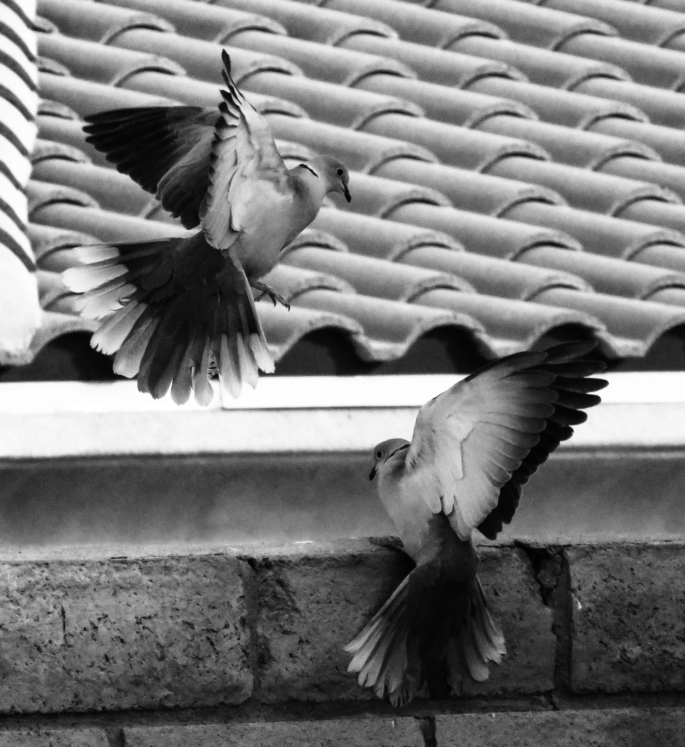 Back Yard Bullying