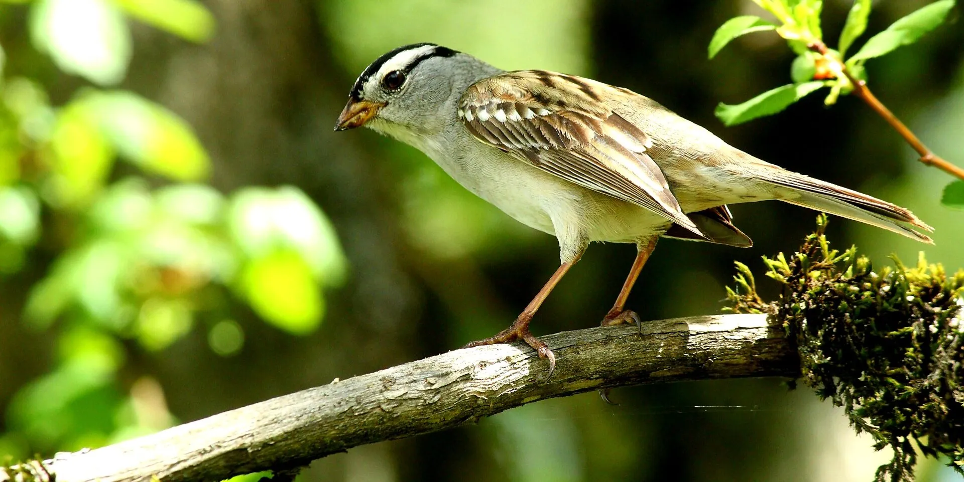 White-Crowned Sparrow