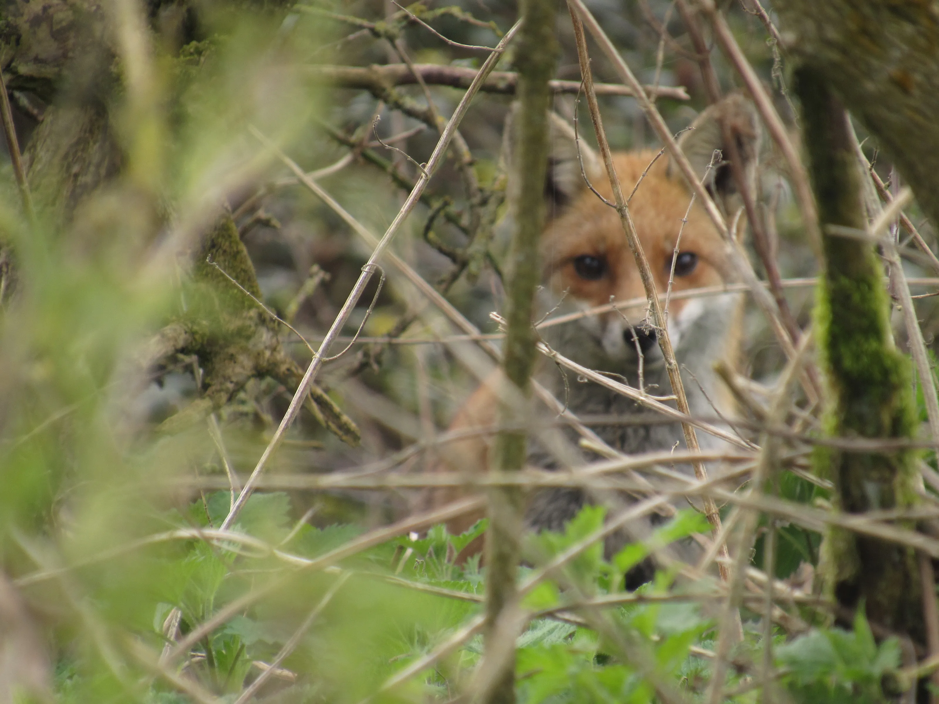 Fox through the brambles