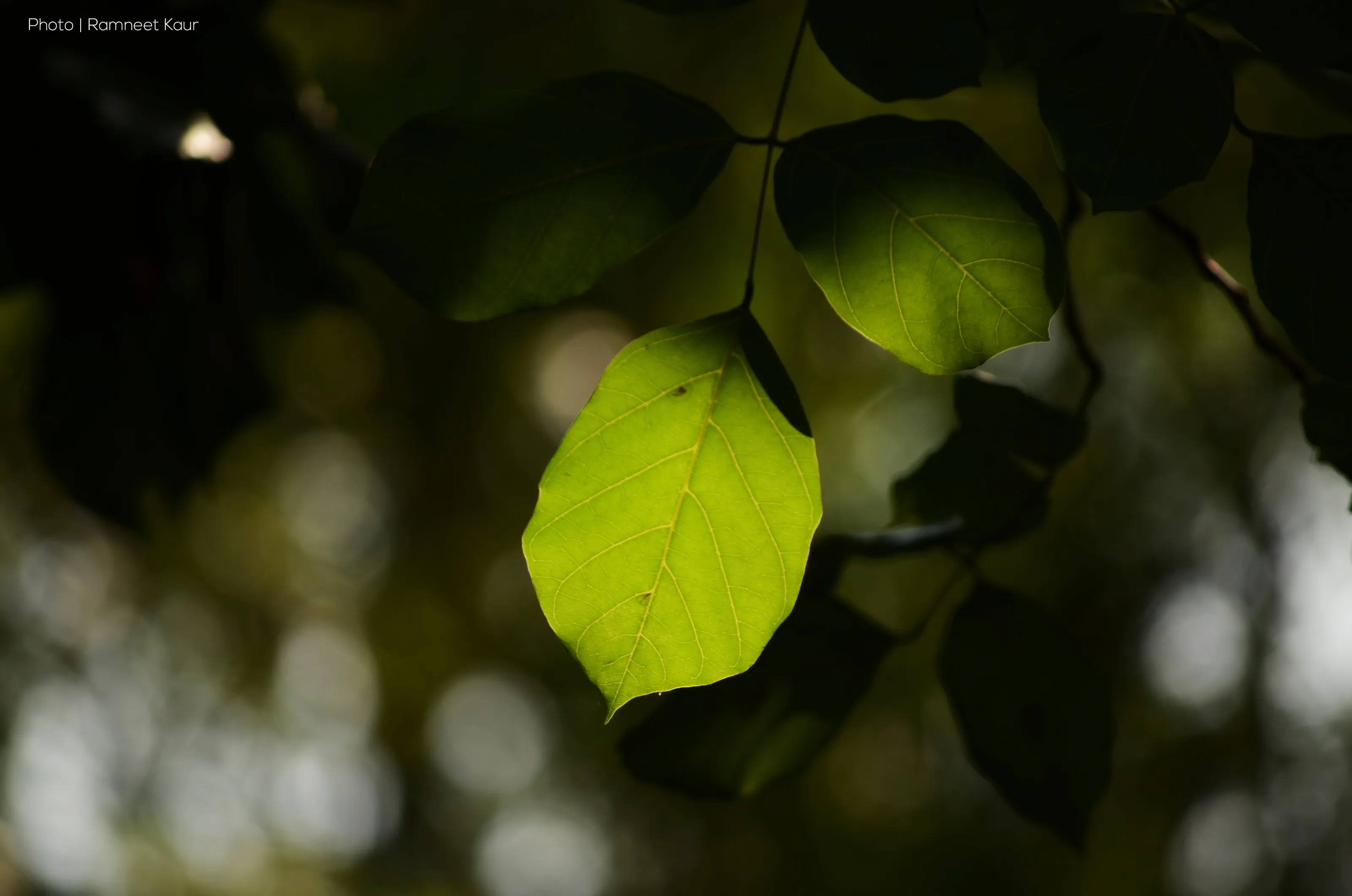 Life is like the season of autumn. We all will shed from our trees when the time comes.