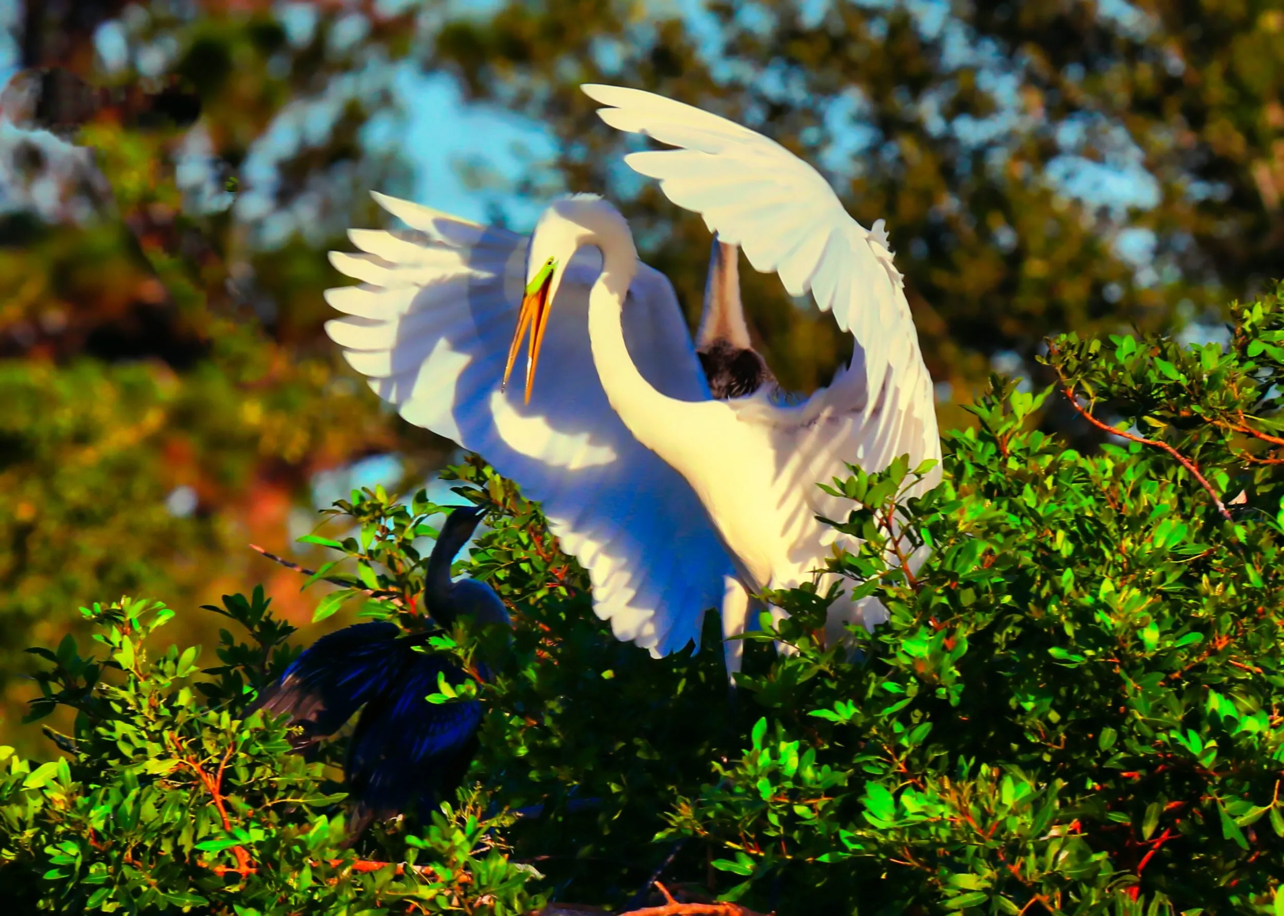 Nesting Rights