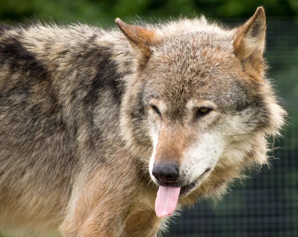 Wolfie