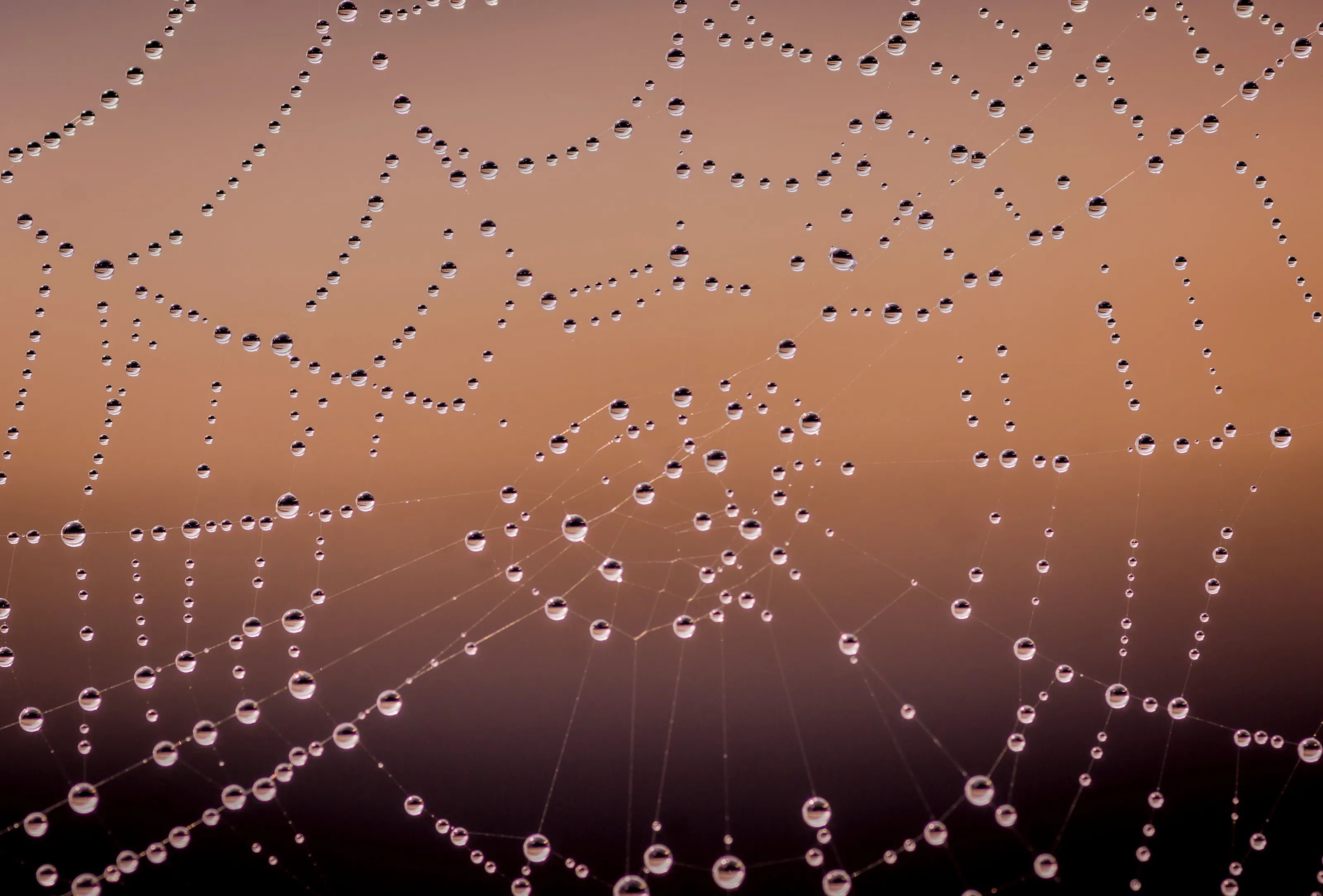 Tautropfen in einem Spinnennetz