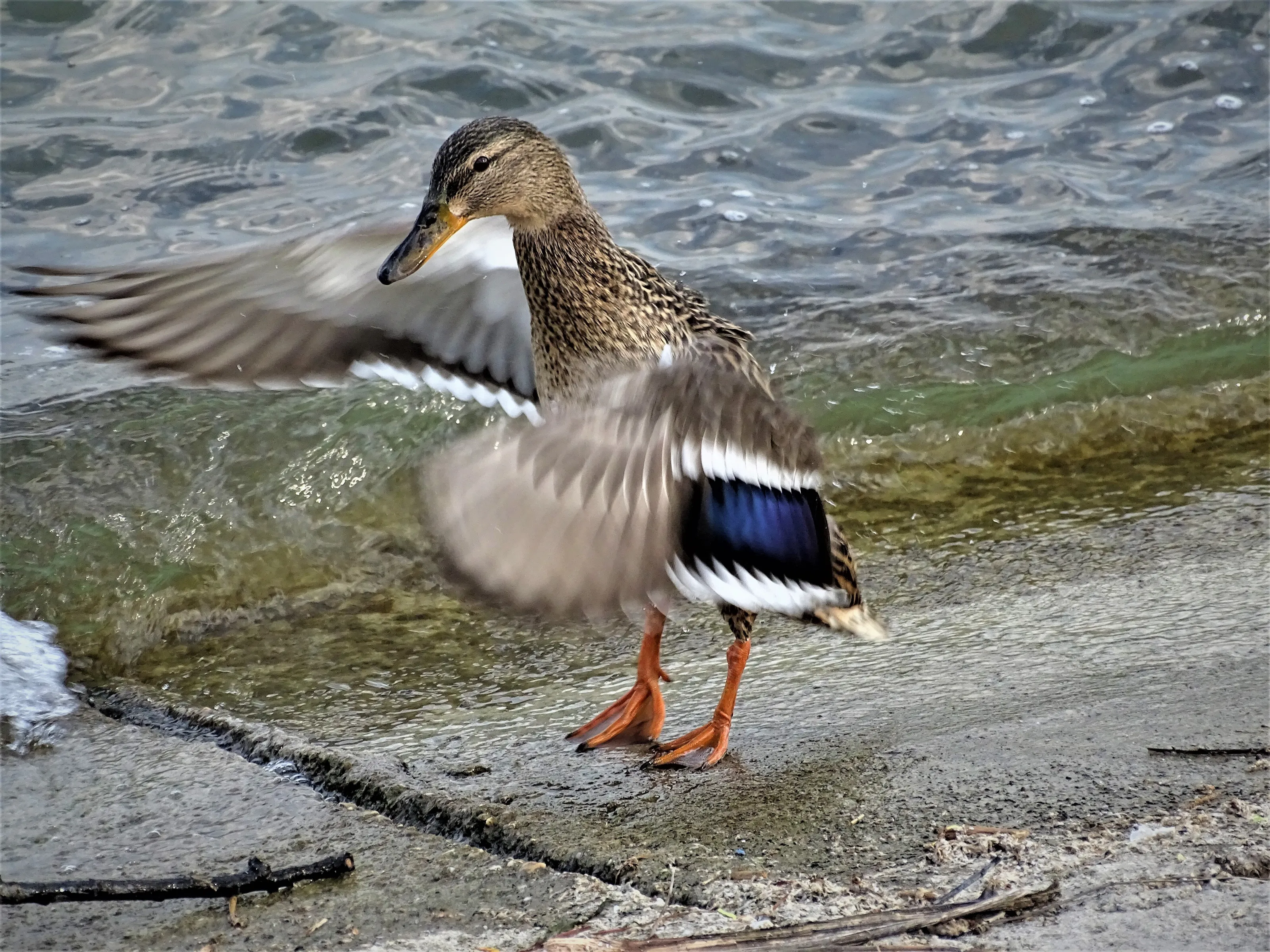 Duck