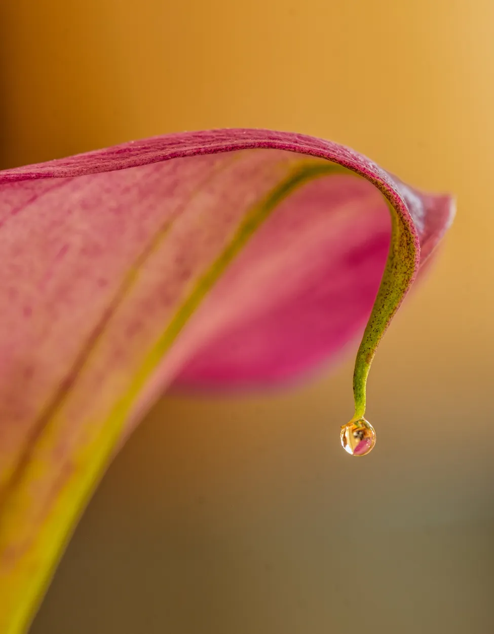 Dew Drop