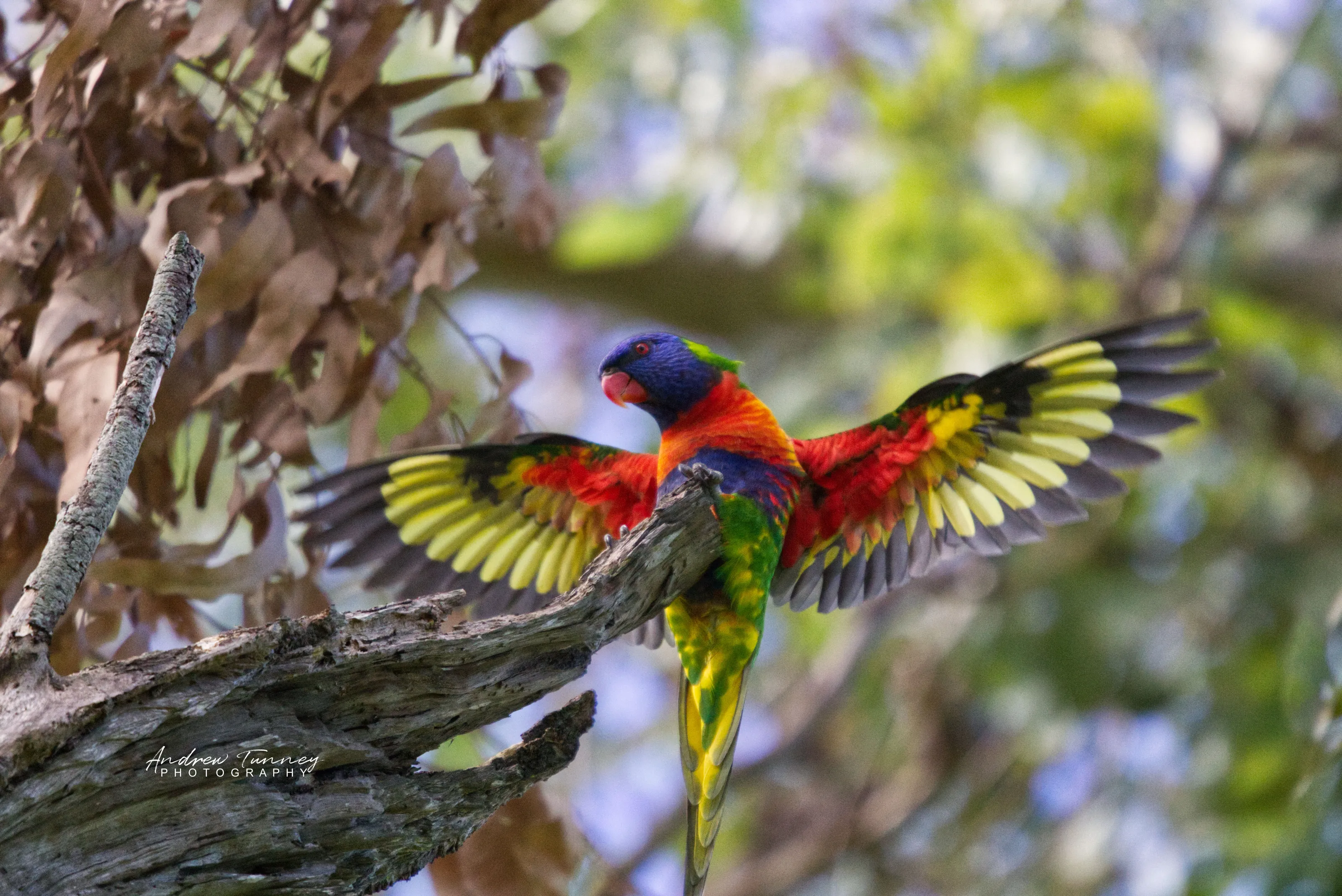 Rainbow Lorikeet