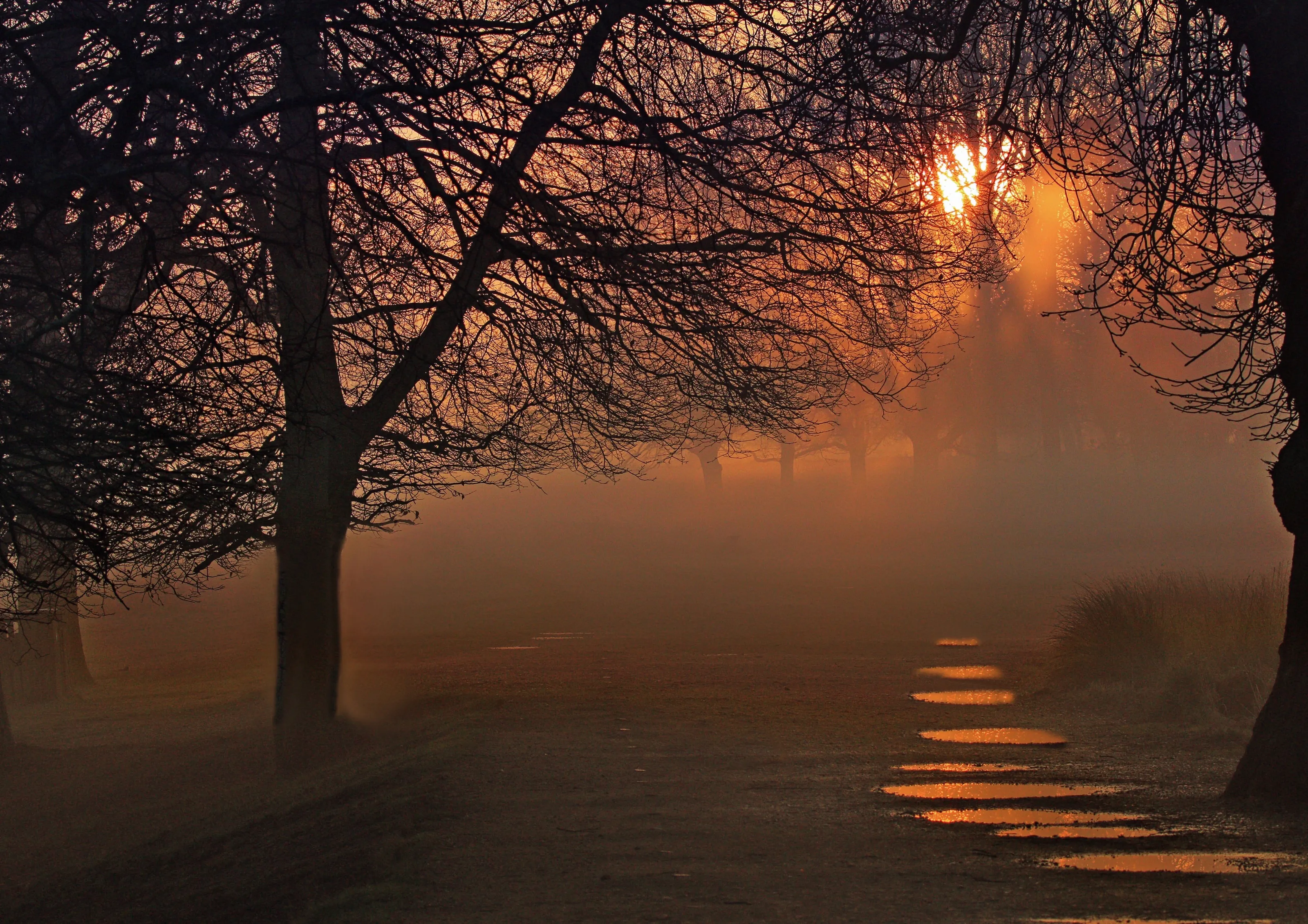 Golden Puddles